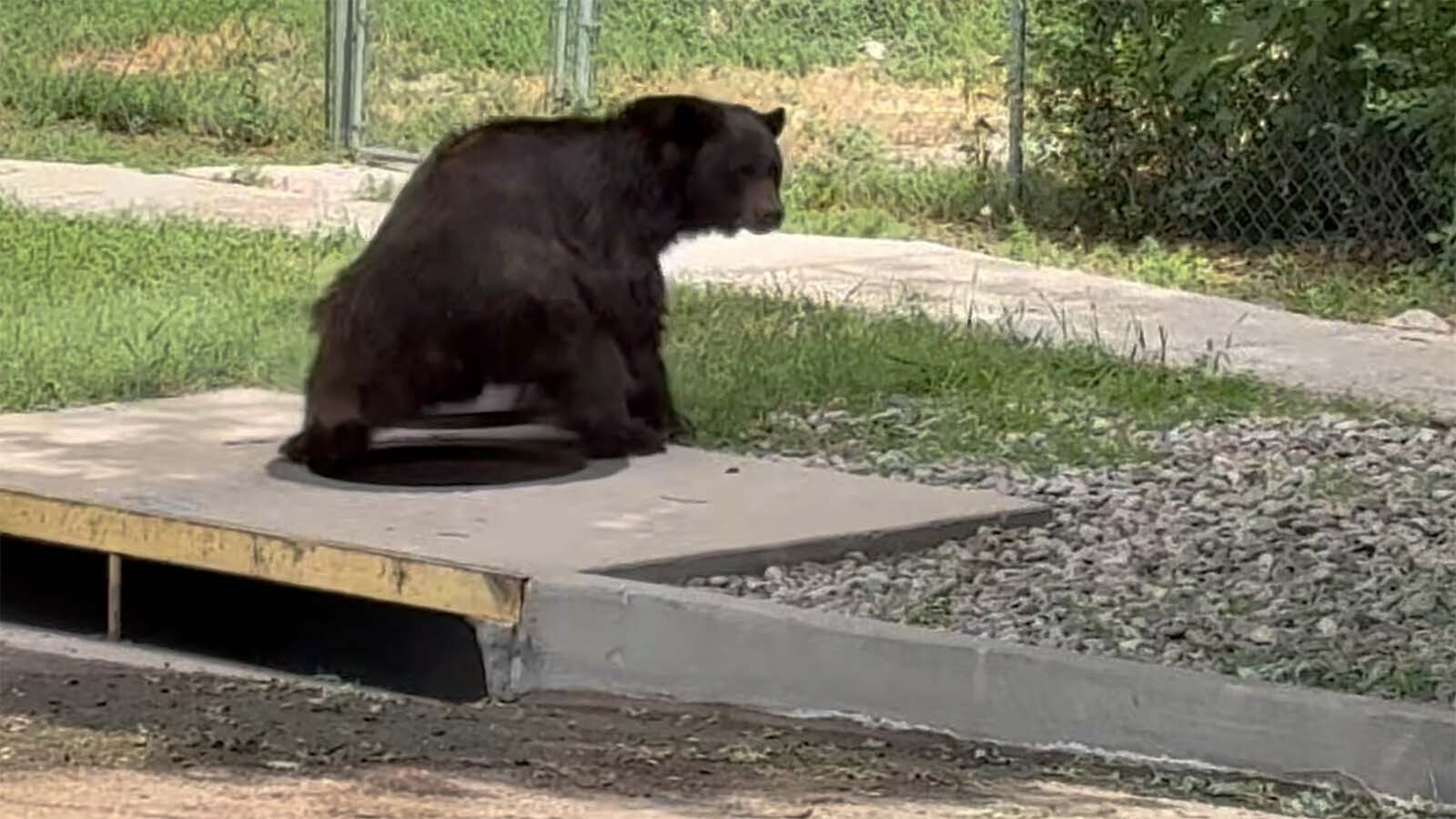 A big male black bear that got stranded in the storm drains under Colorado Springs got out by climbing out of a manhole. While startling, the incident also illustrates what wildlife officials say is becoming common in the city.