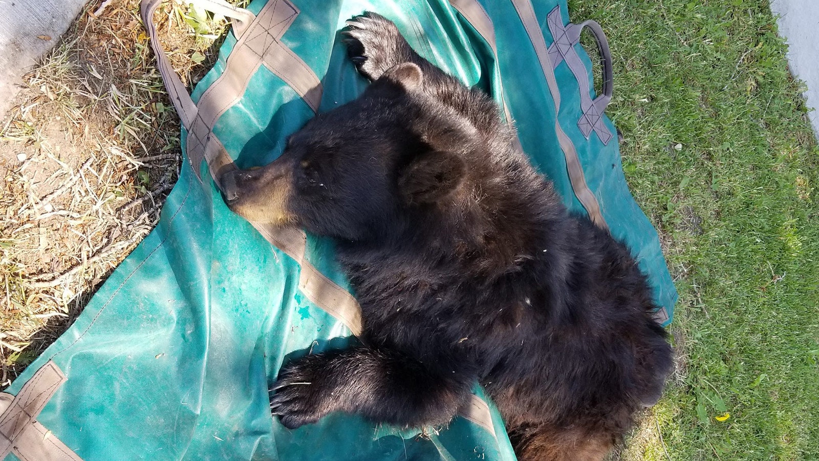 Bears have been showing up in Sheridan with greater frequency, but a wildlife official says it's part of a region-wide problem.