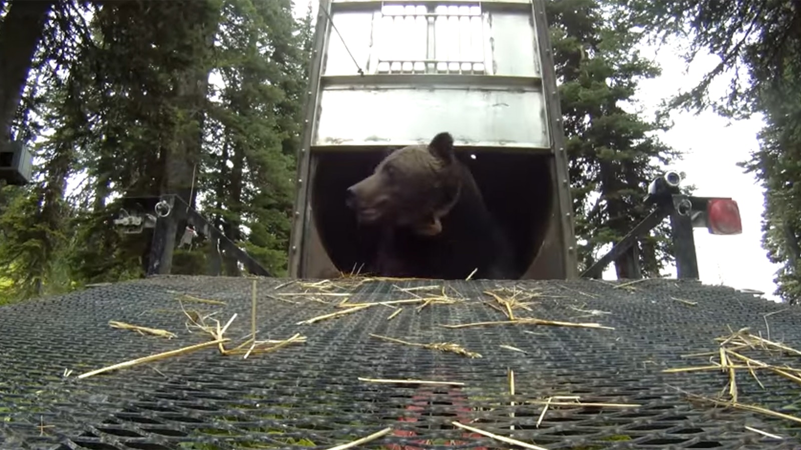 Bear looking out of trap.