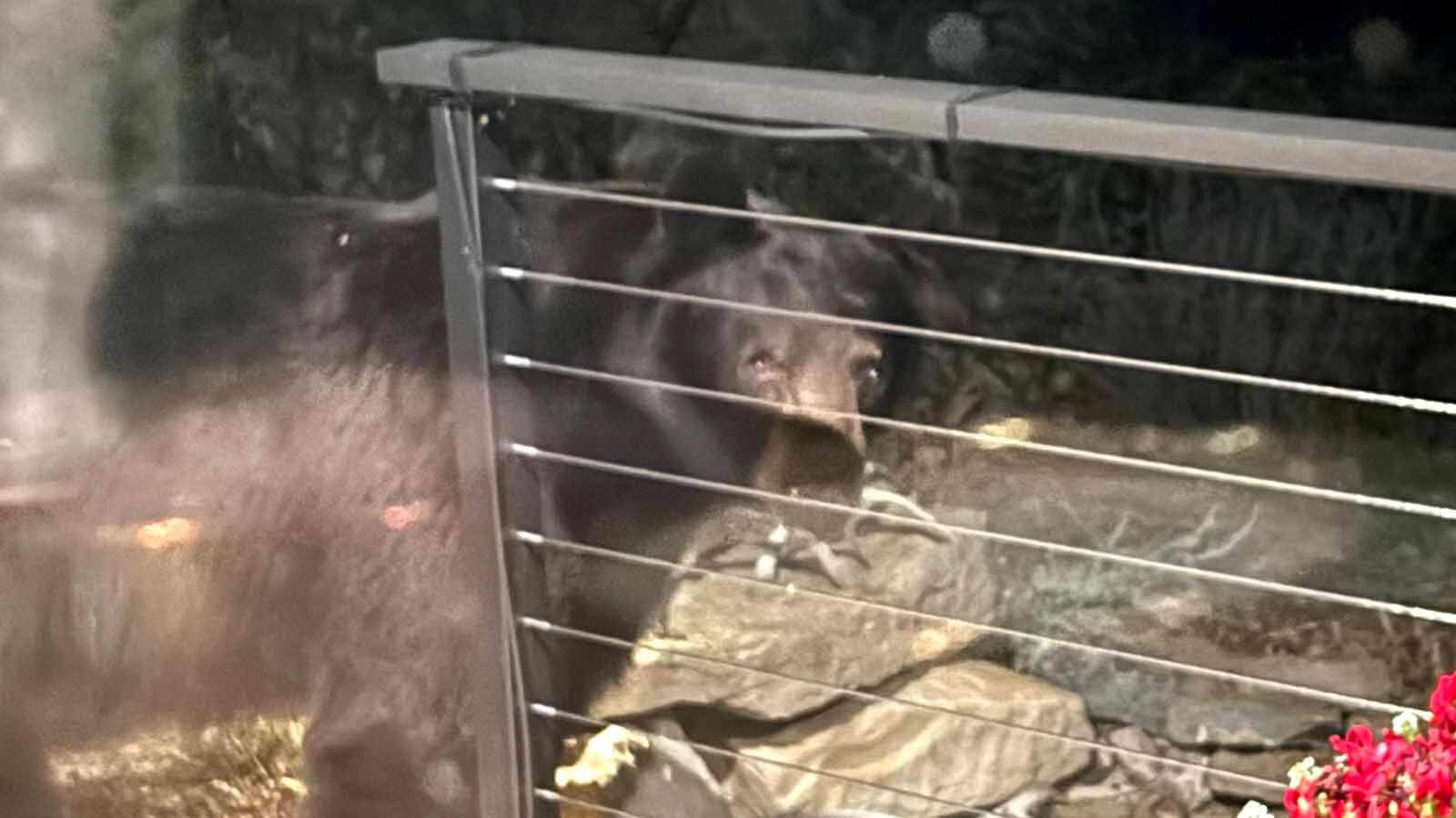 This large black bear showed up at Liz Lightner’s house in the Wind River Canyon. She doesn’t think it’s the same bear that was later struck and killed on a nearby highway.
