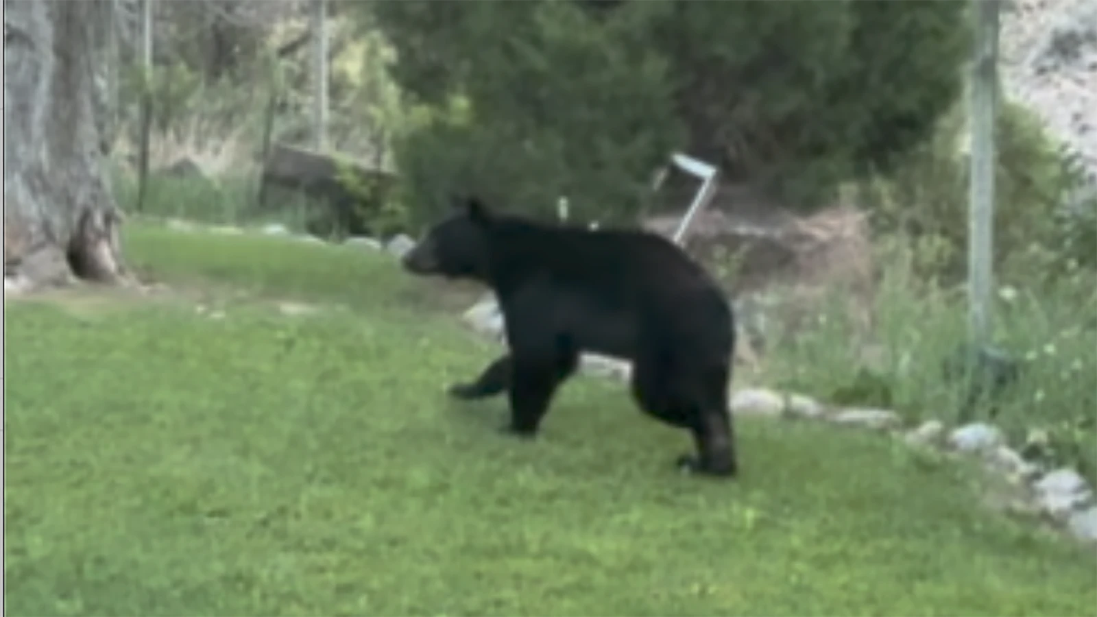 This young black bear showed up on Mark Potter’s property in the Wind River Canyon. He doesn’t think it is the same bear that was later struck and killed on the highway going through the canyon.