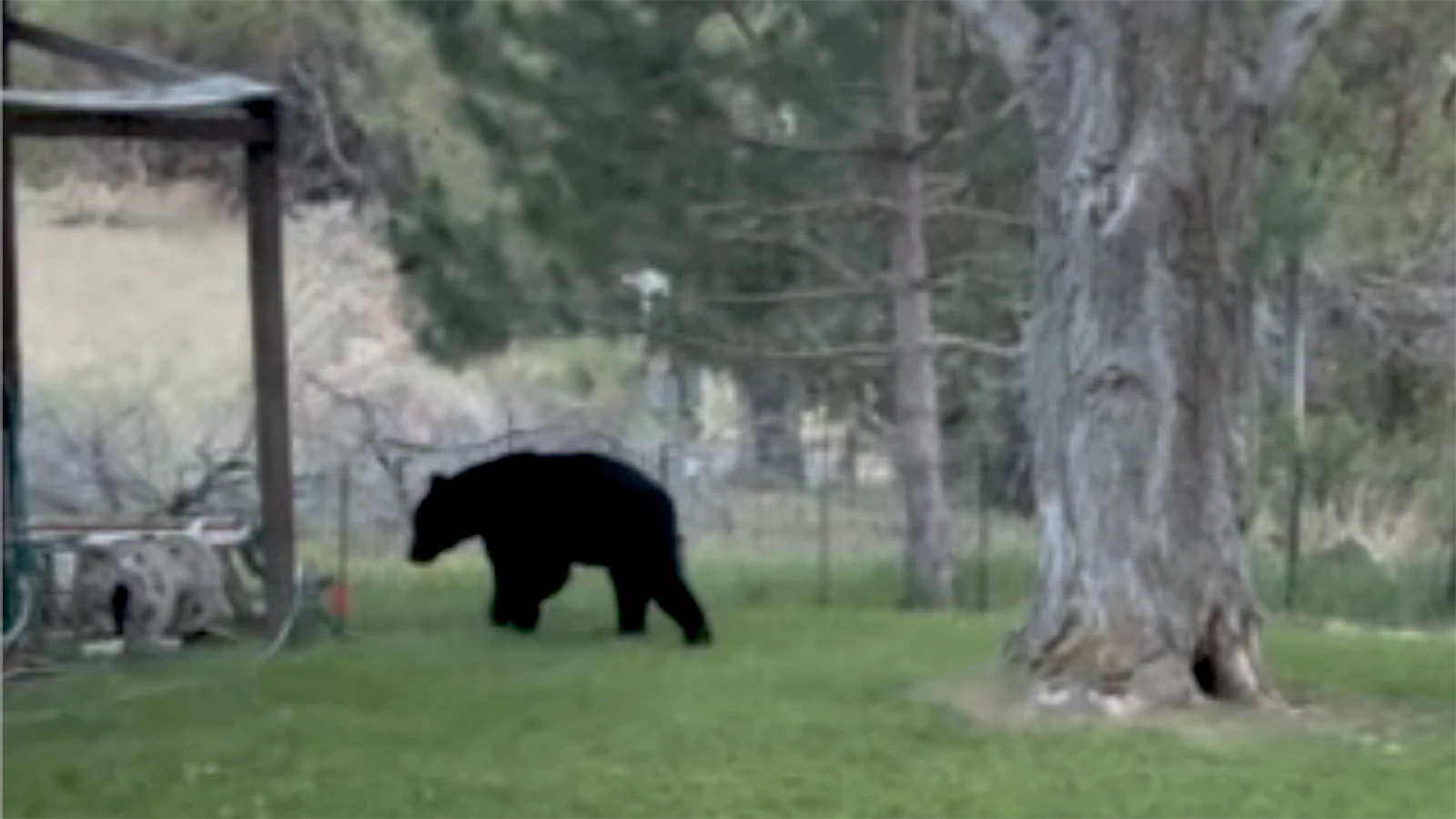 This young black bear showed up on Mark Potter’s property in the Wind River Canyon. He doesn’t think it is the same bear that was later struck and killed on the highway going through the canyon.