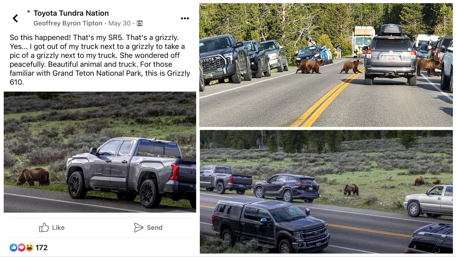 Geoffrey Tipton of Jackson said that a controversial photo of Teton Park’s Grizzly 610 next to his pickup was taken during a “bear jam” caused by 610 and her cubs, and numerous other people also got out of their vehicles.