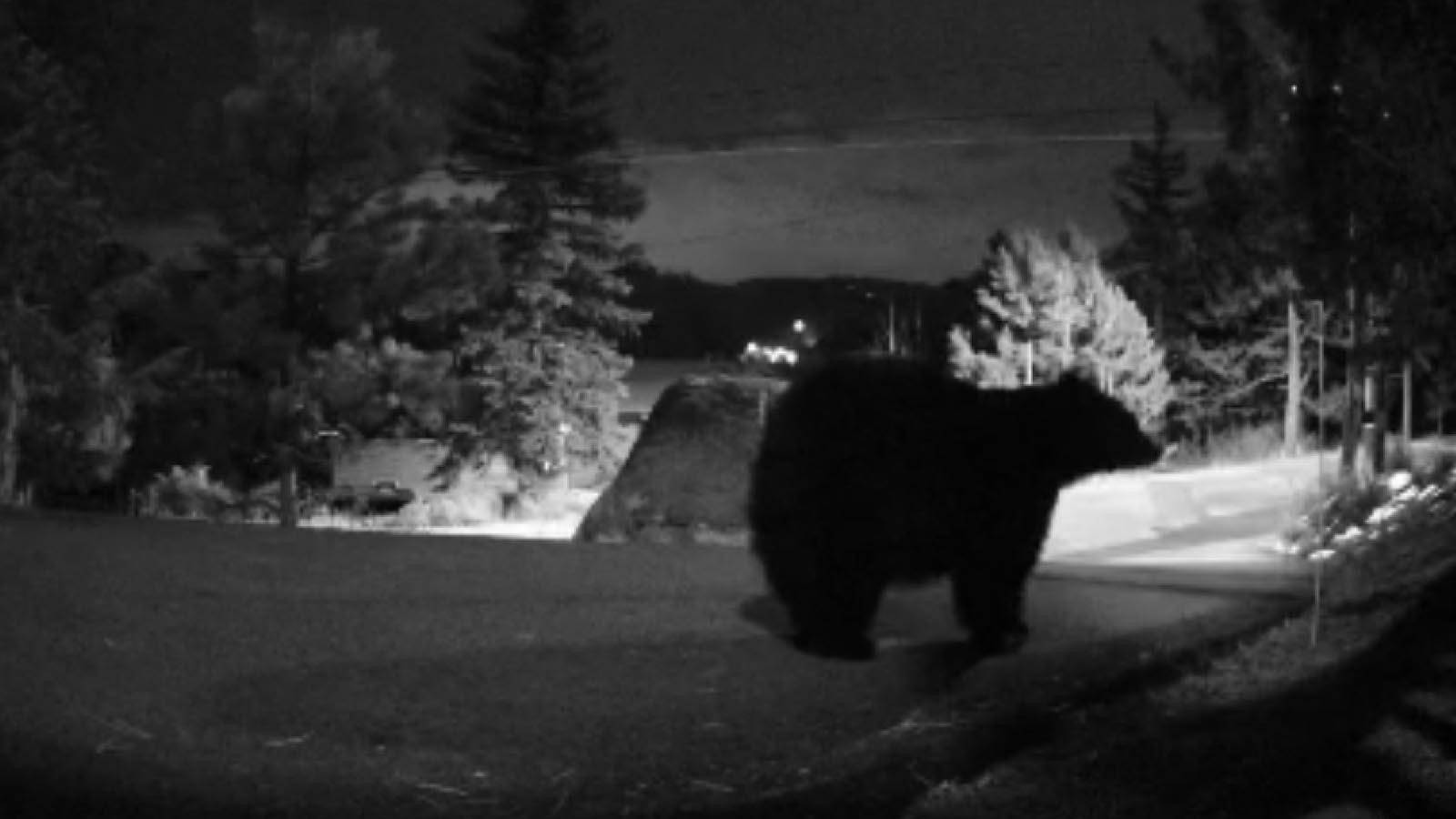 An Estes Park, Colorado couple got to see the inside of a bear’s mouth the safe way – when it tried eating one of the nine Ring cameras they have set up to capture wildlife videos.