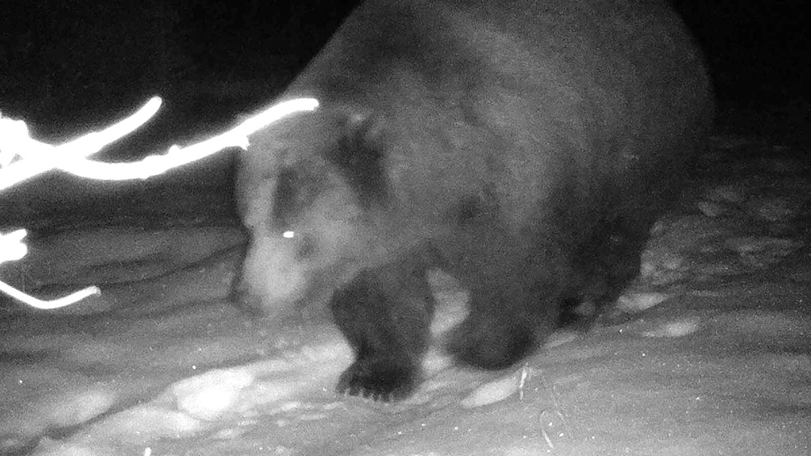 This photo supposedly shows a grizzly recently out for a winter’s night stroll on the Montana side of Yellowstone National Park, but reports of that bear couldn’t be confirmed.