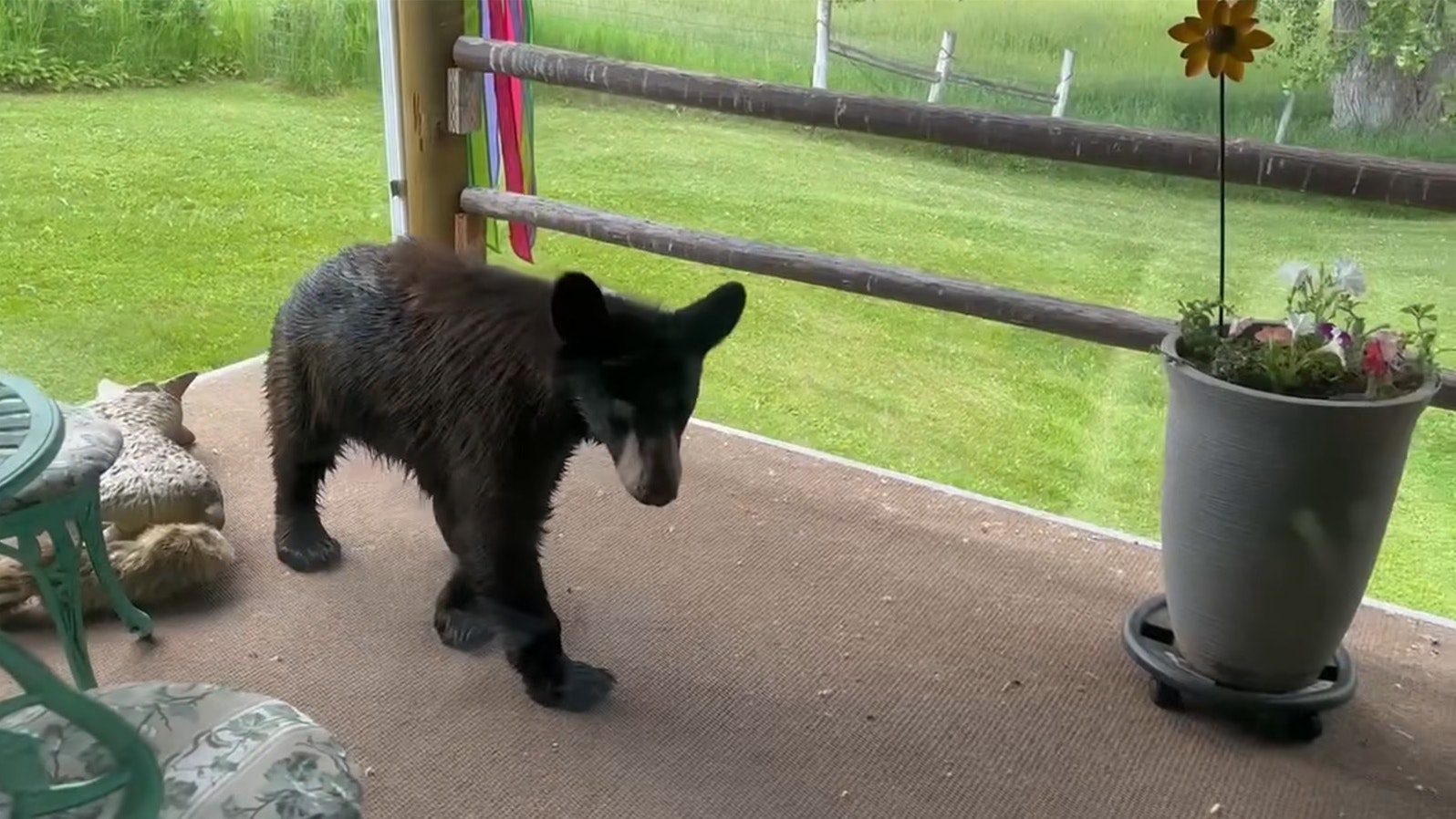 A young male black bear boldly came on to the porch of Roseanne and Kim Gentry’s home in Big Horn on the afternoon of June 20, and was later killed by game and fish wardens.