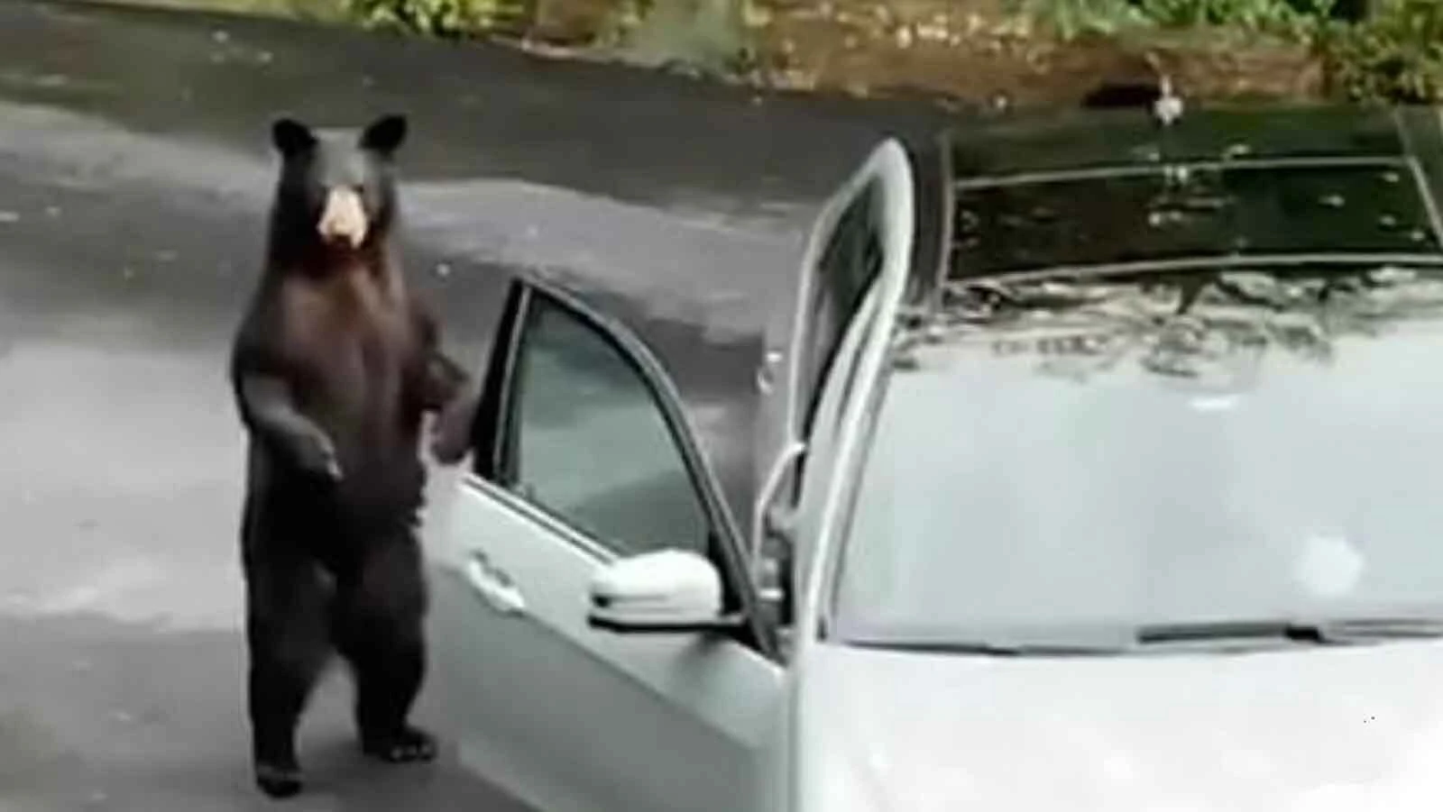 Hungry bears are breaking into more cars across the U.S. West, often trashing them to the point of being total losses. “The bears get inside and they panic. They shred the entire interior," said a Colorado auto body shop owner.