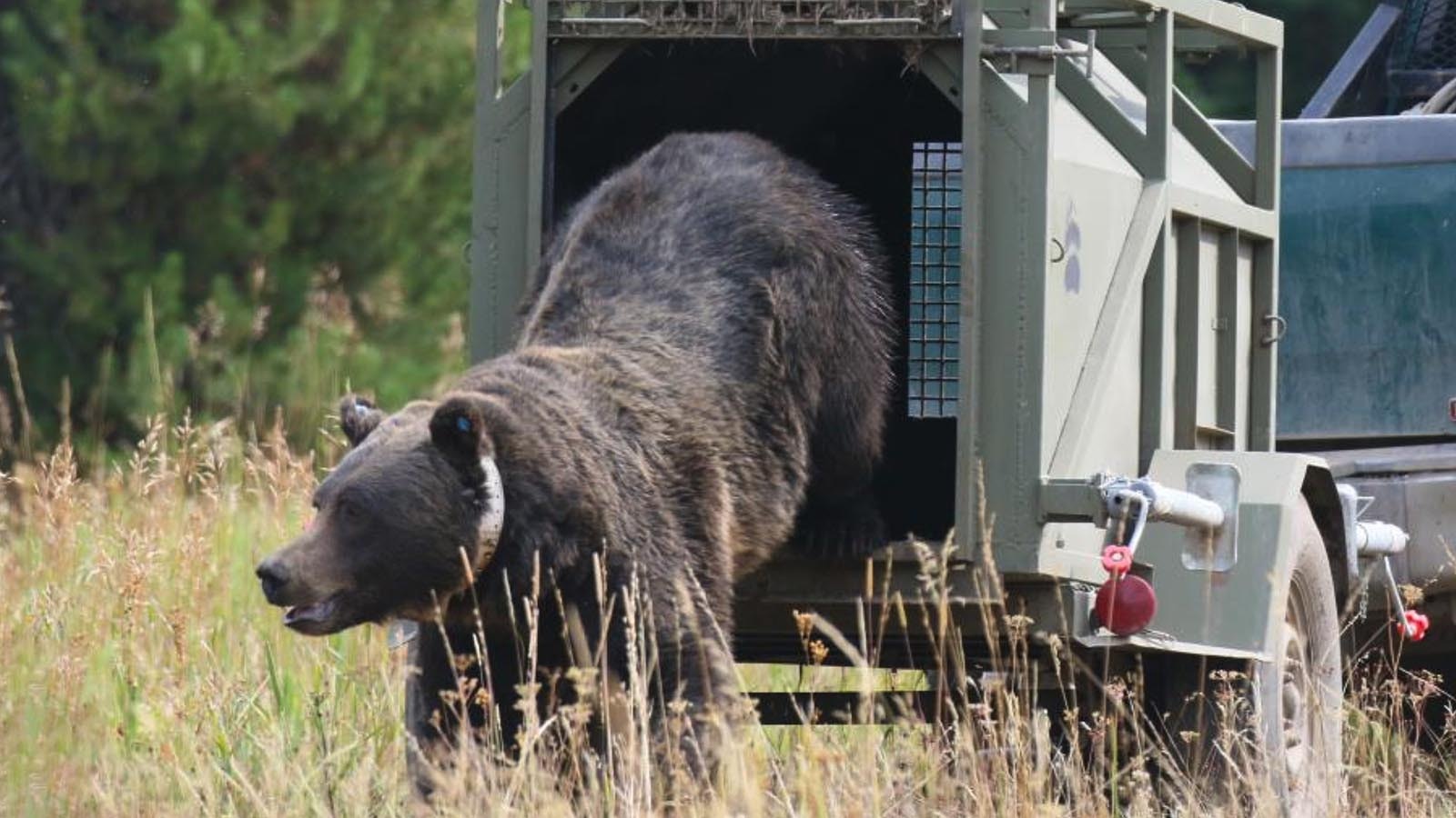 Bears that come too close to humans are usually captured and release — as shown in this Wyoming Game and Fish file photo — rather than killing them, which is a last resort.