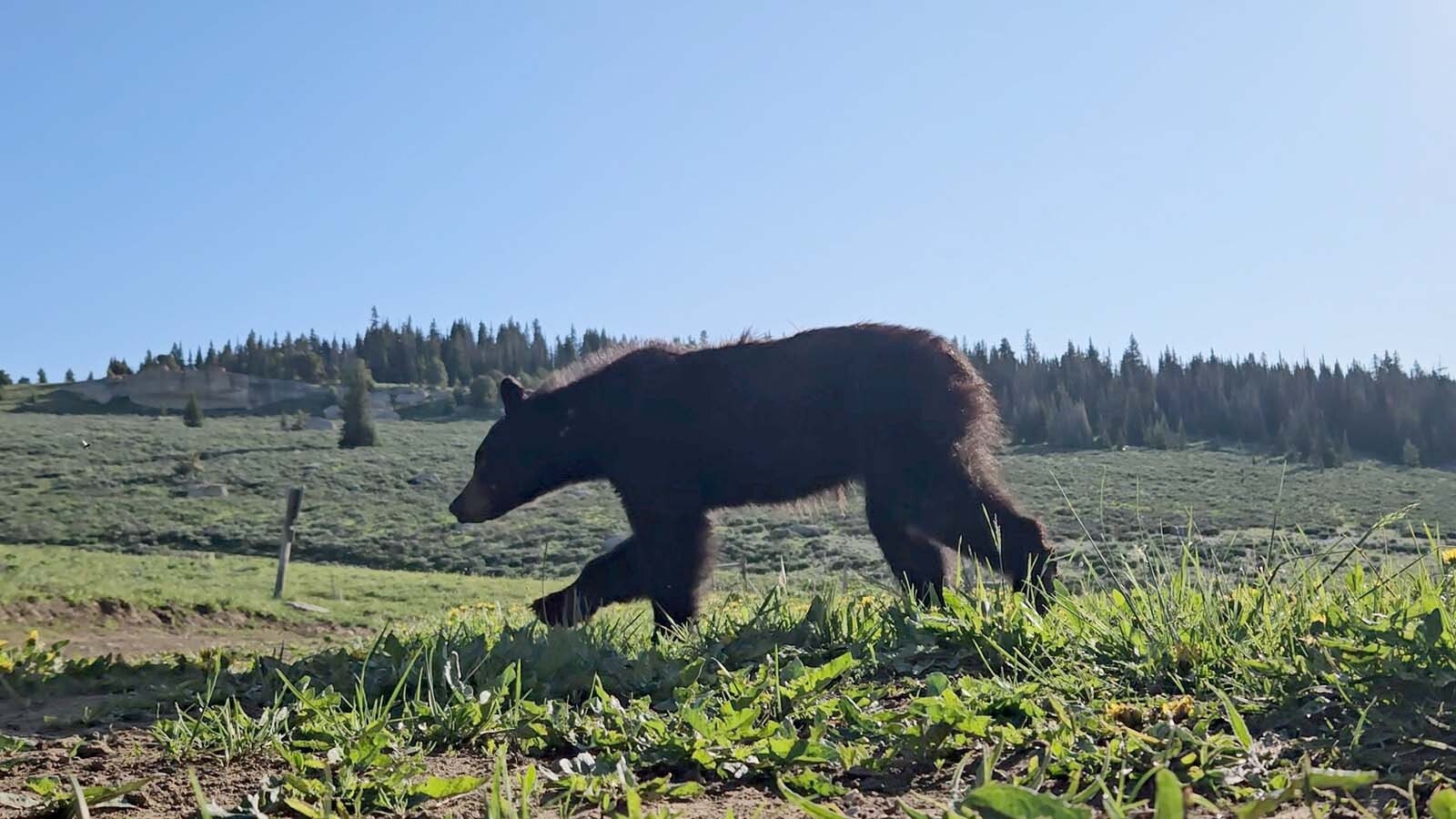 After venturing into Sheridan, this  healthy young female black bear was trapped by the Wyoming Game and Fish Department July 5. The bear was set loose deep in the Bighorn Mountains the next day.