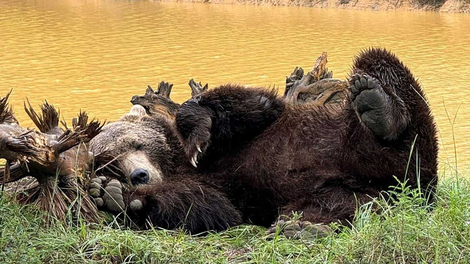 Alabama might be the last place you’d expect to find grizzly bears, but there are several of them thriving there on the Grizzly Ranch Bear Rescue. The man who runs it says it's his mission in life to rescue bears.