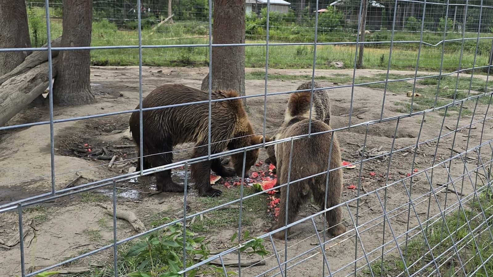 Alabama might be the last place you’d expect to find grizzly bears, but there are several of them thriving there on the Grizzly Ranch Bear Rescue. The man who runs it says it's his mission in life to rescue bears.