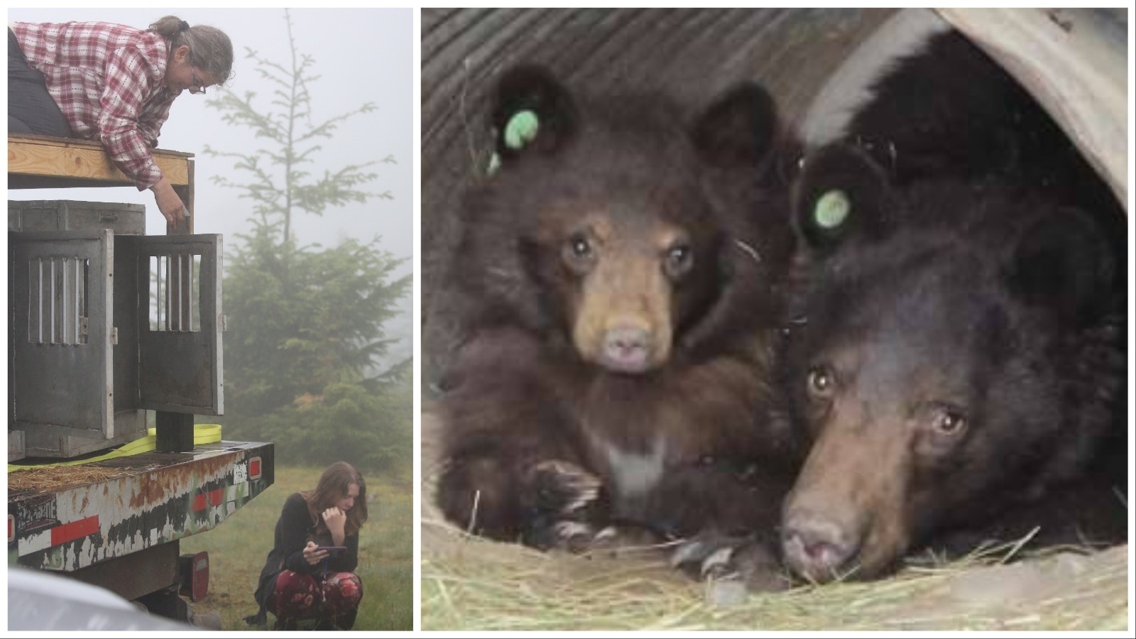 Amy Kidwell and her daughter Emma, left, have worked at Idaho Black Bear Rehab since Emma was 6. At right are Shadow and Kapiolani, a rare mother-and-cub combo rescued by Idaho Black Bear Rehab.
