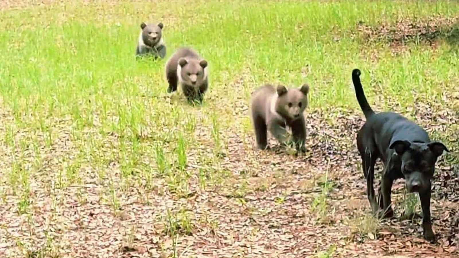 Zec the dog leads a trio of grizzly cubs at the Grizzly Ranch Bear Rescue in Alabama.