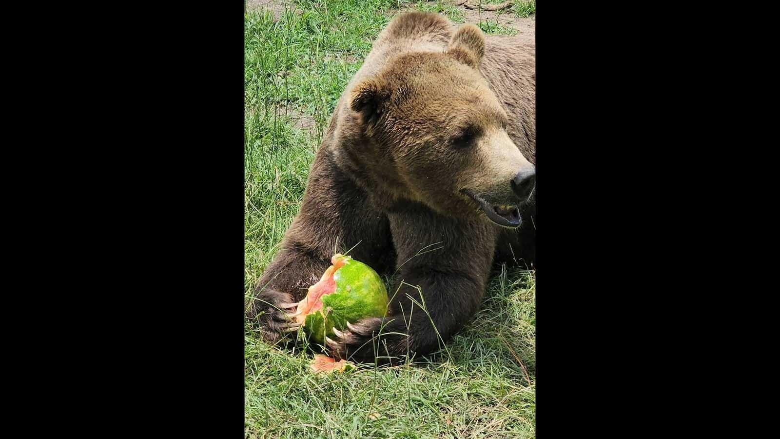 A bear named Yogi chomps down a watermelon at the Grizzly Ranch Bear Rescue in Alabama.