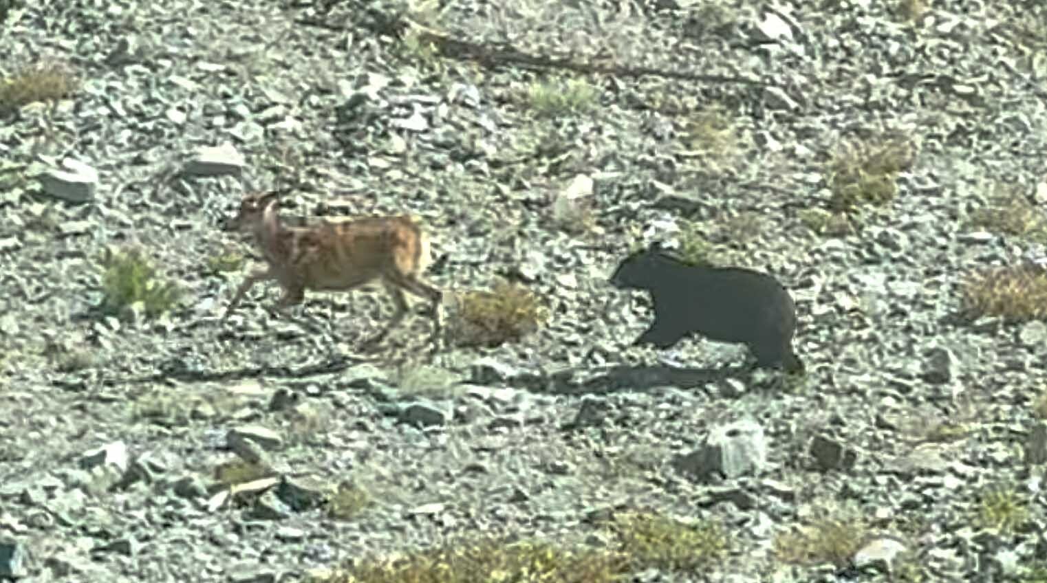A black bear boldly took down a mule deer doe alongside the highway over Sylvan Pass in Yellowstone National Park on Sunday.