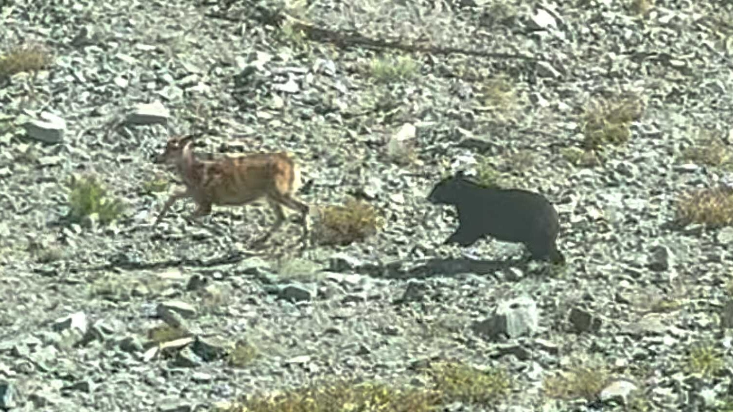 A black bear boldly took down a mule deer doe alongside the highway over Sylvan Pass in Yellowstone National Park on Sunday.