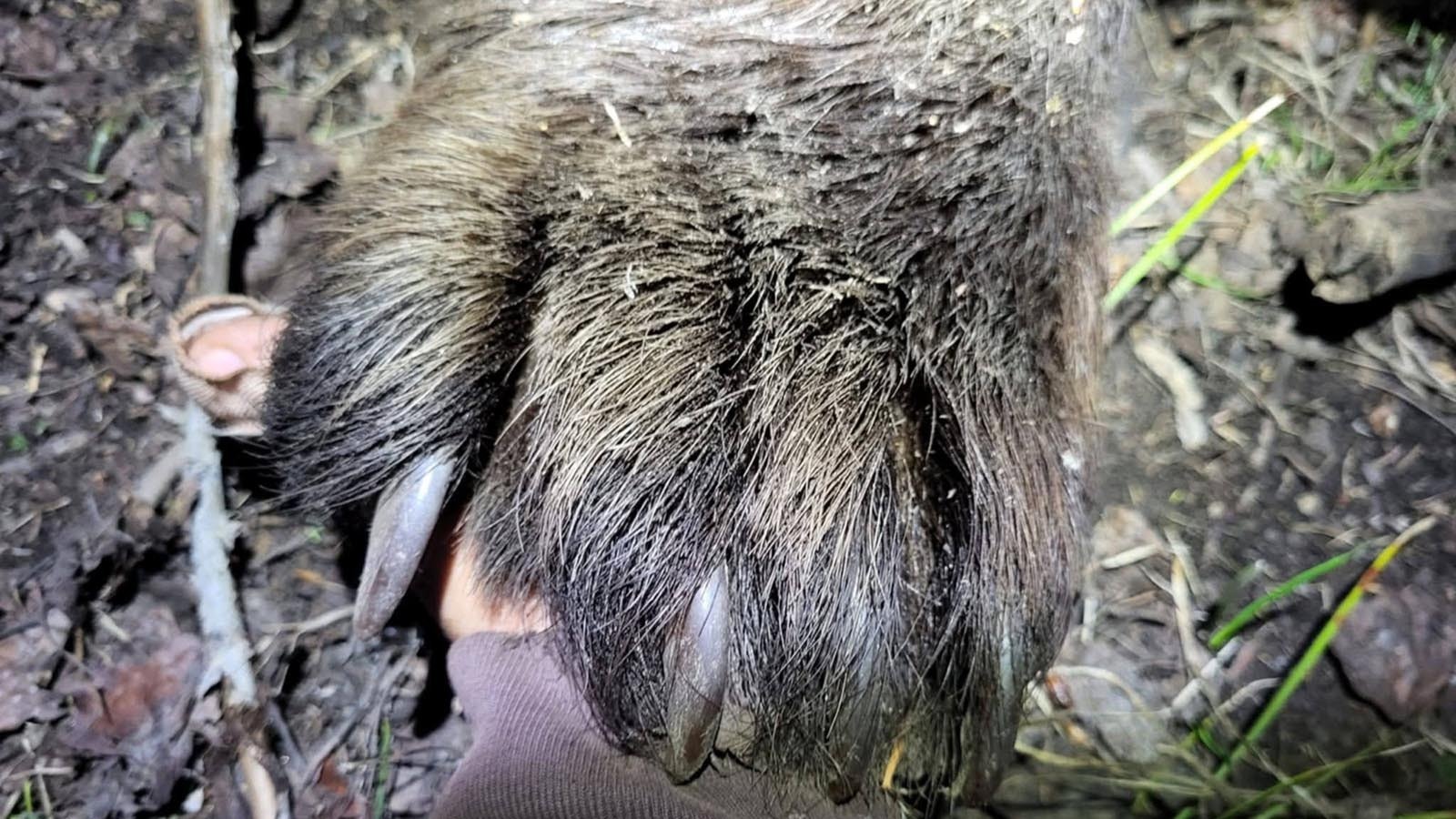 Wyoming’s black bears aren’t as big as grizzlies, but they can still have massive paws.