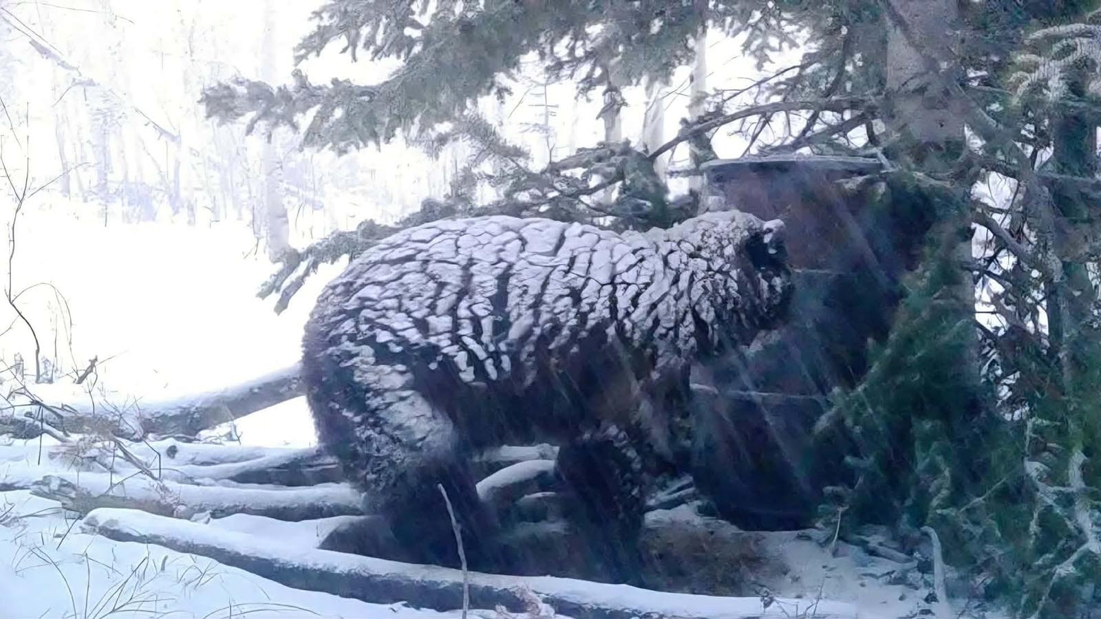 A black bear braves spring blizzard to check out a bear bait barrel during April 2023. This year, bear hunters expect warm, dry conditions in the mountains.