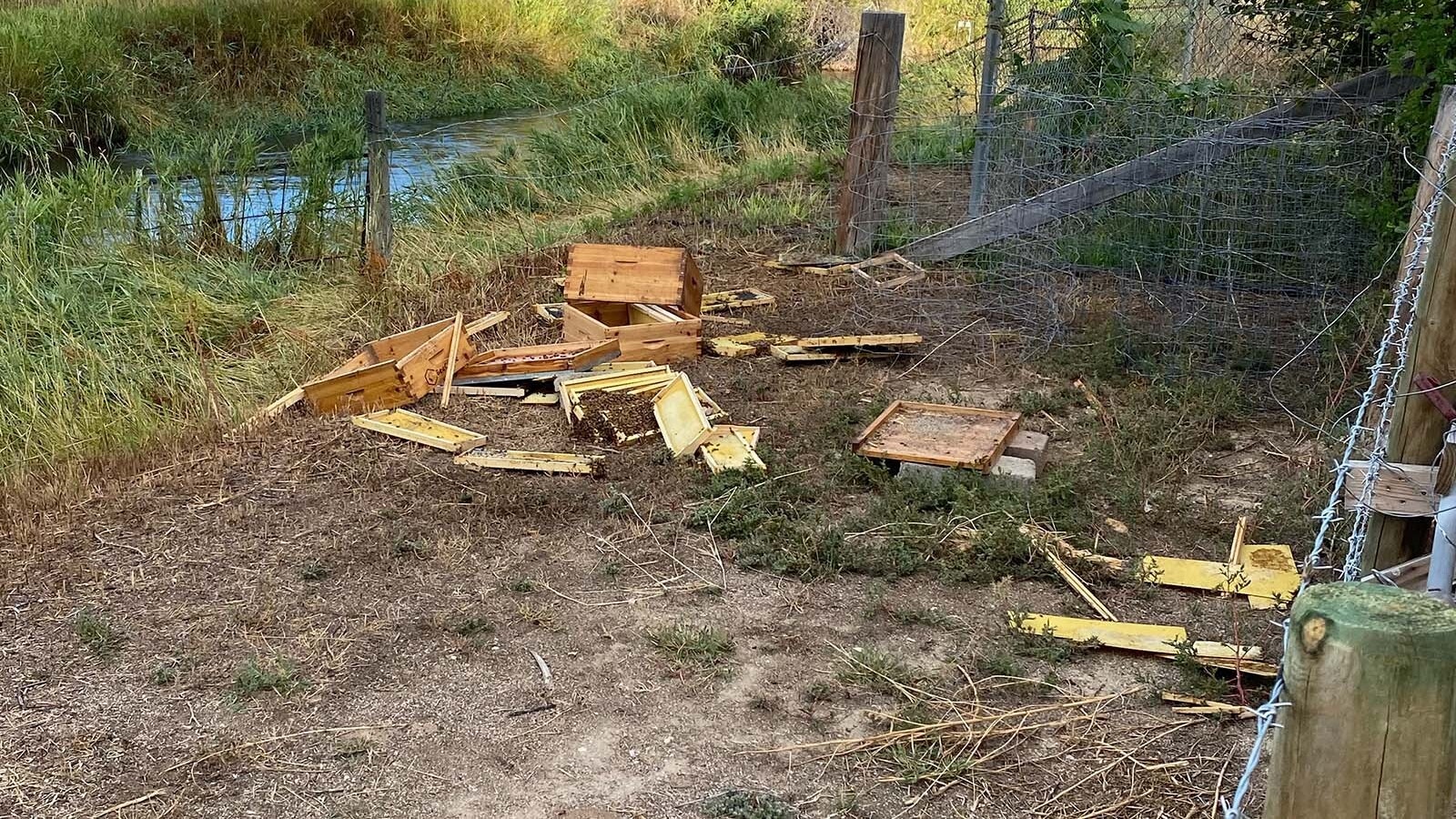 A young black bear Big Horn County beekeeper Kevin Clark has dubbed "Winnie the Pooh" has been raiding his beehives and gorging himself on honey, smashing the hives in the process.