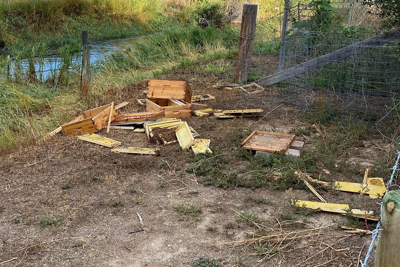 A young black bear Big Horn County beekeeper Kevin Clark has dubbed "Winnie the Pooh" has been raiding his beehives and gorging himself on honey, smashing the hives in the process.