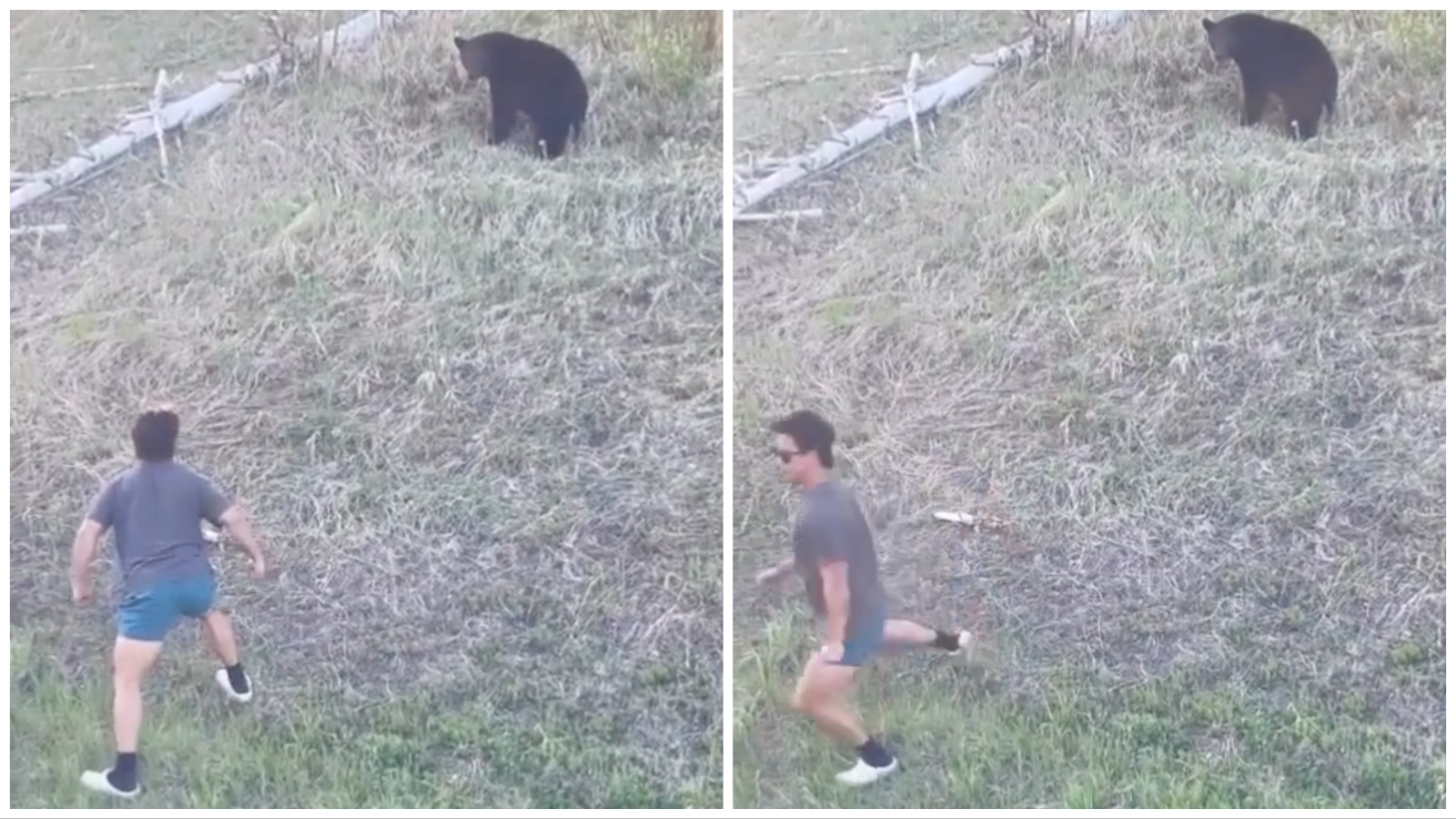 Bear taunter take 3 6 12 23