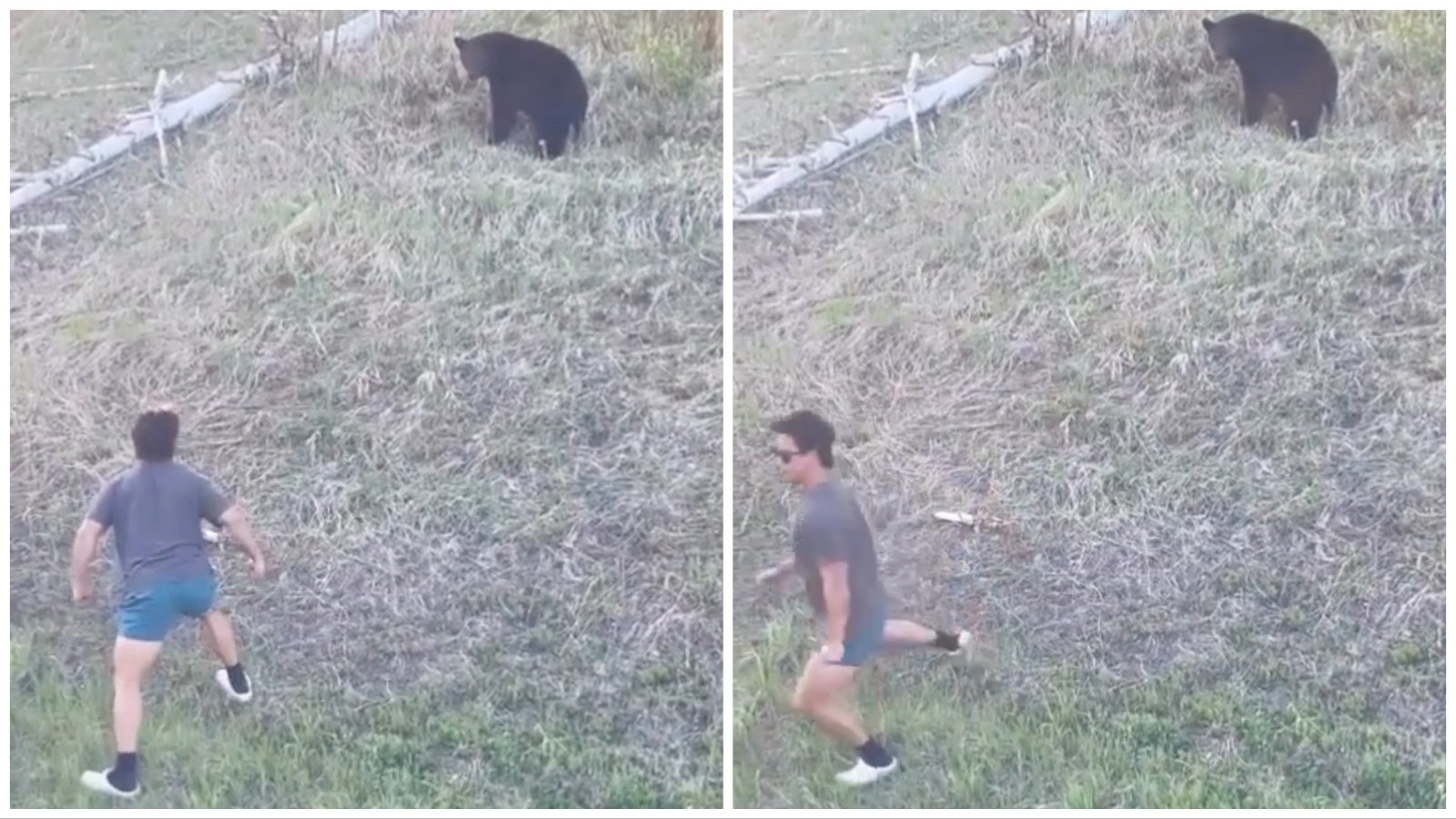 Bear taunter take 3 6 12 23