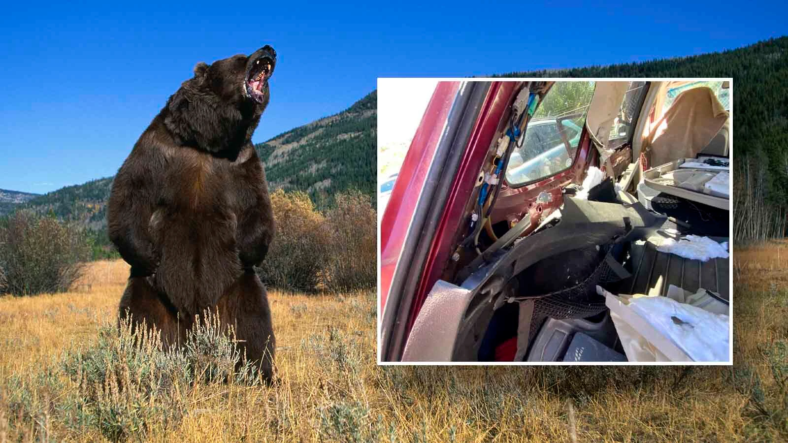 Hungry bears are breaking into more cars across the U.S. West, often trashing them to the point of being total losses. “The bears get inside and they panic. They shred the entire interior," said a Colorado auto body shop owner.