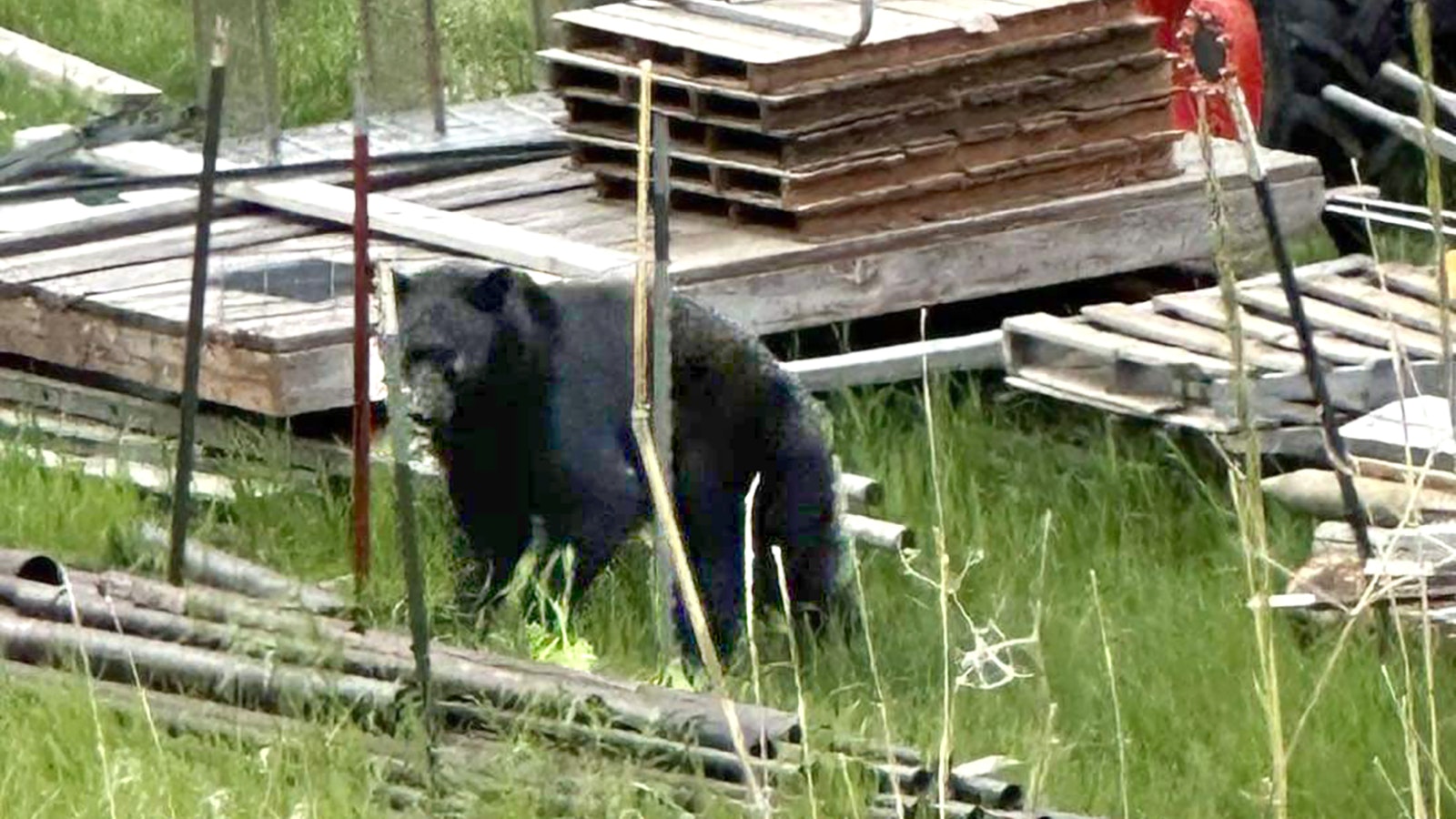 This young black bear was recently spotted on the west side of Sundance. Bears used to be sparse in northeast Wyoming. They’ve been moving in from other parts of the Cowboy State, as well as from Montana.