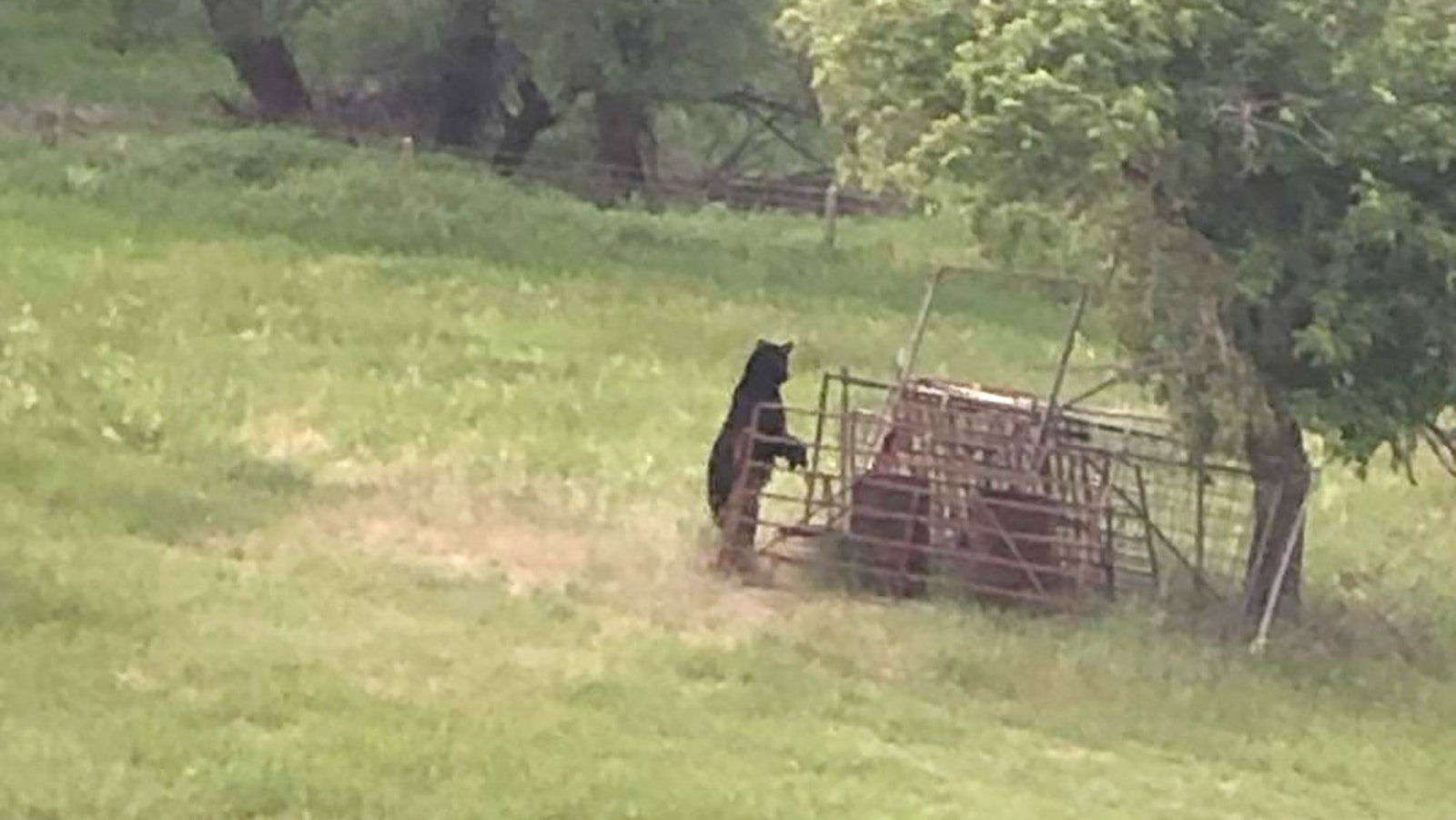This young black bear was recently spotted on the west side of Sundance. Bears used to be sparse in northeast Wyoming. They’ve been moving in from other parts of the Cowboy State, as well as from Montana.