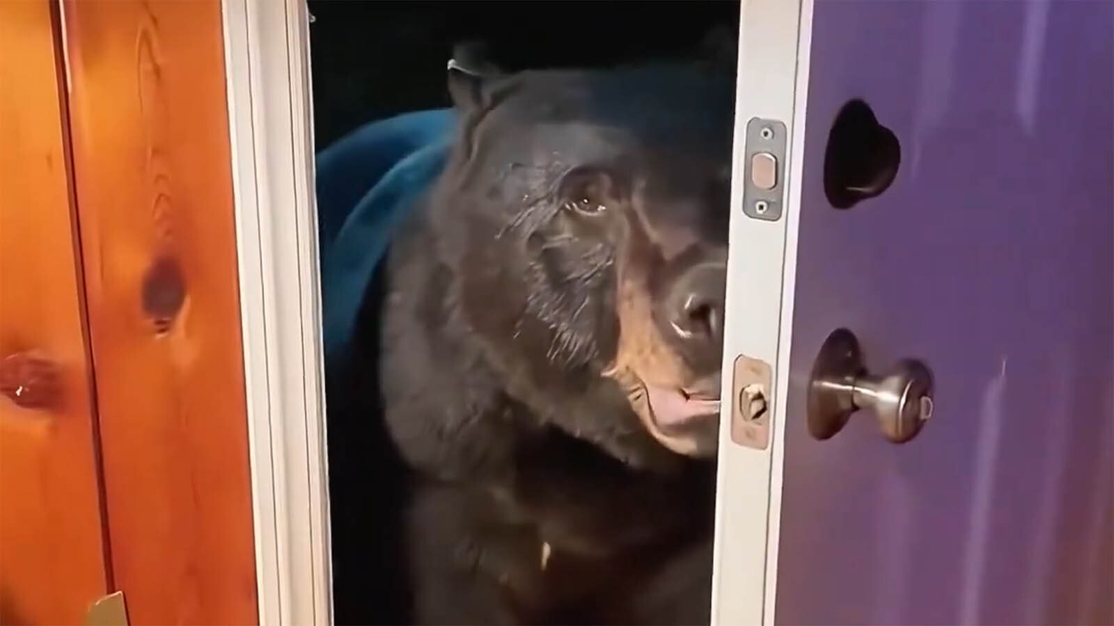 A video montage posted to X on Saturday shows a family that took in a baby bear, then was reunited when the bear returned, even bringing her cubs with her. While the may think it's cute, the family is just asking to be mauled or worse if they keep interacting with the bear, wildlife experts say.