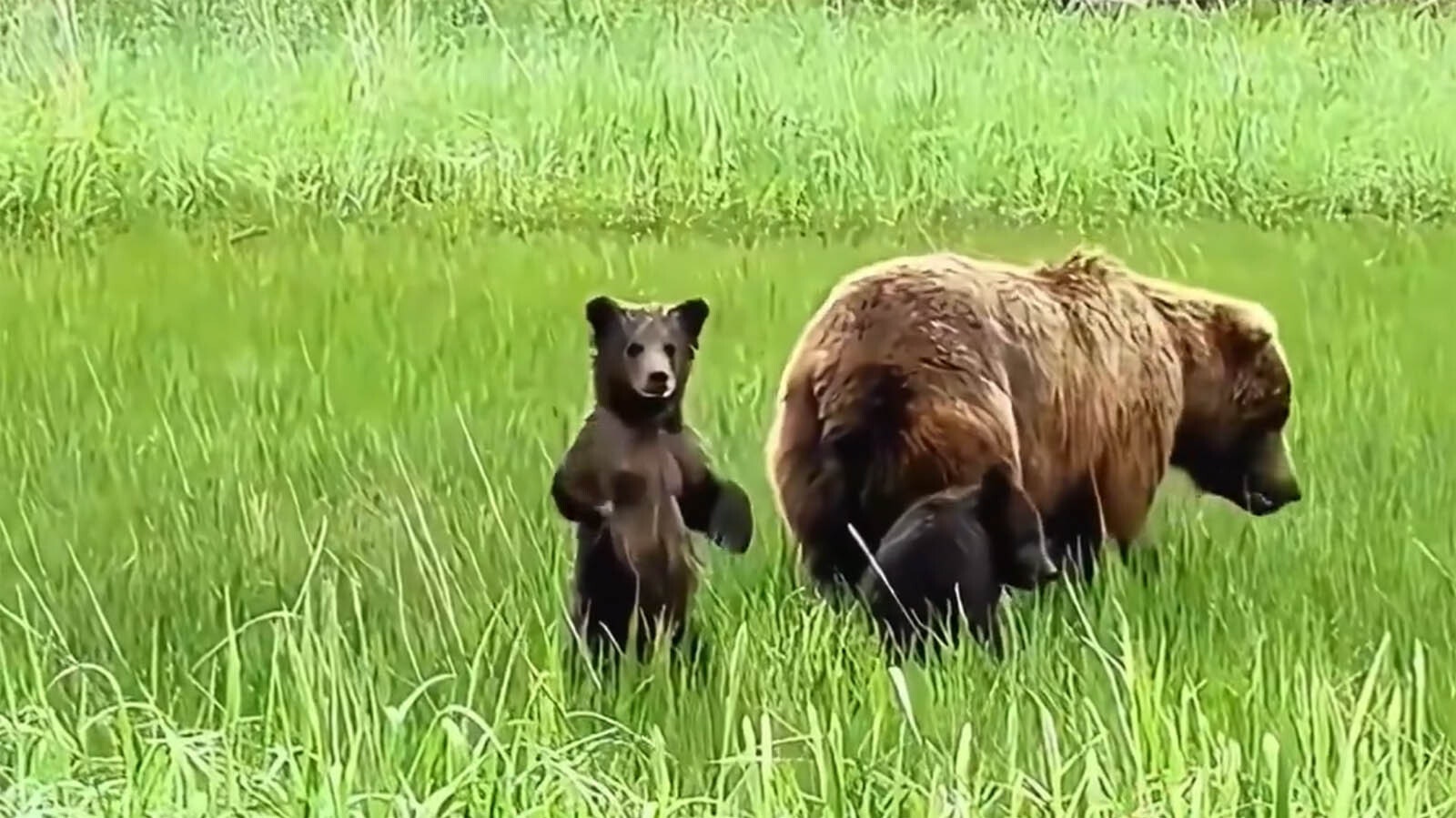 A video montage posted to X on Saturday shows a family that took in a baby bear, then was reunited when the bear returned, even bringing her cubs with her. While the may think it's cute, the family is just asking to be mauled or worse if they keep interacting with the bear, wildlife experts say.