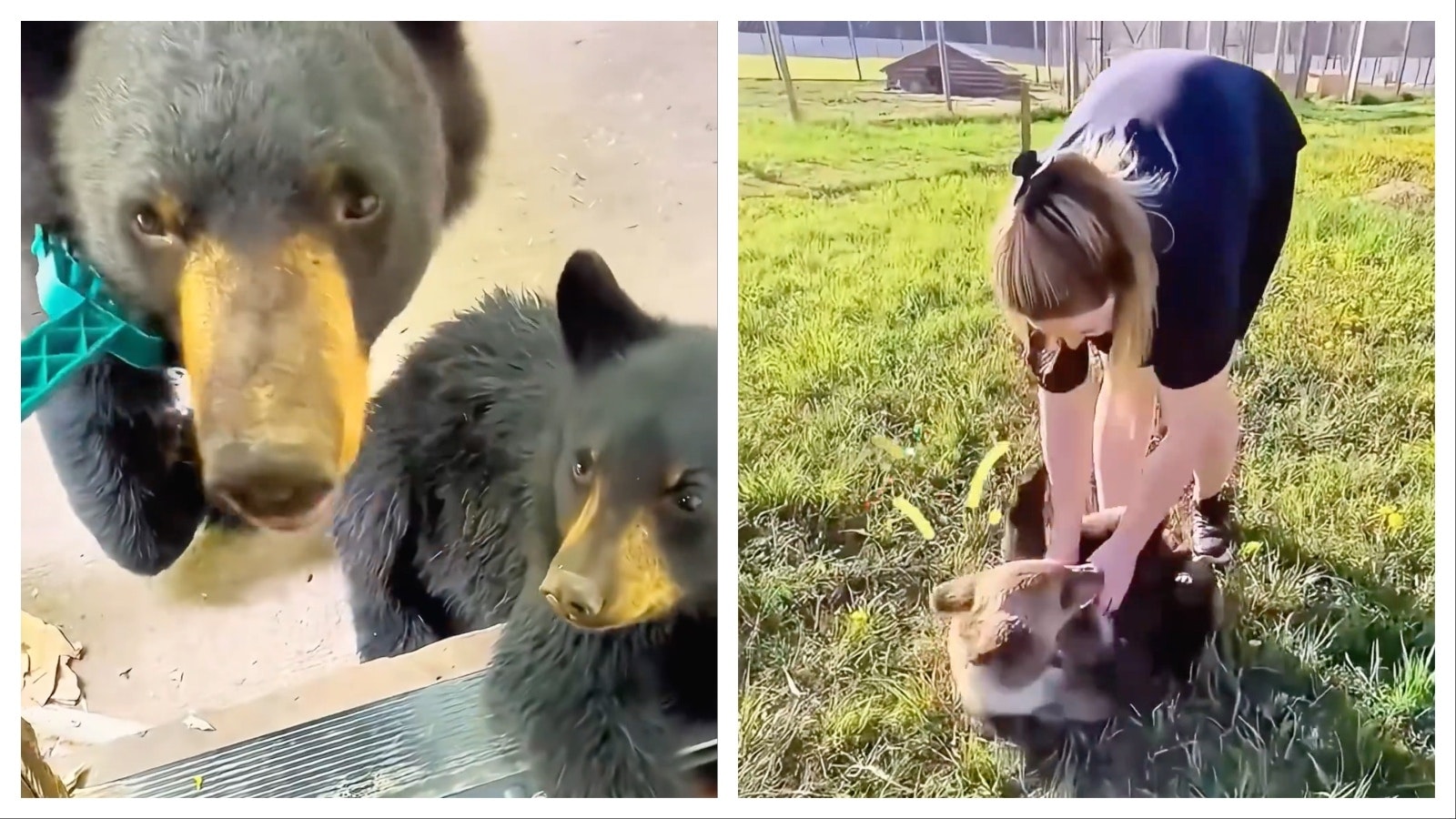 A video montage posted to X on Saturday shows a family that took in a baby bear, then was reunited when the bear returned, even bringing her cubs with her. While the may think it's cute, the family is just asking to be mauled or worse if they keep interacting with the bear, wildlife experts say.