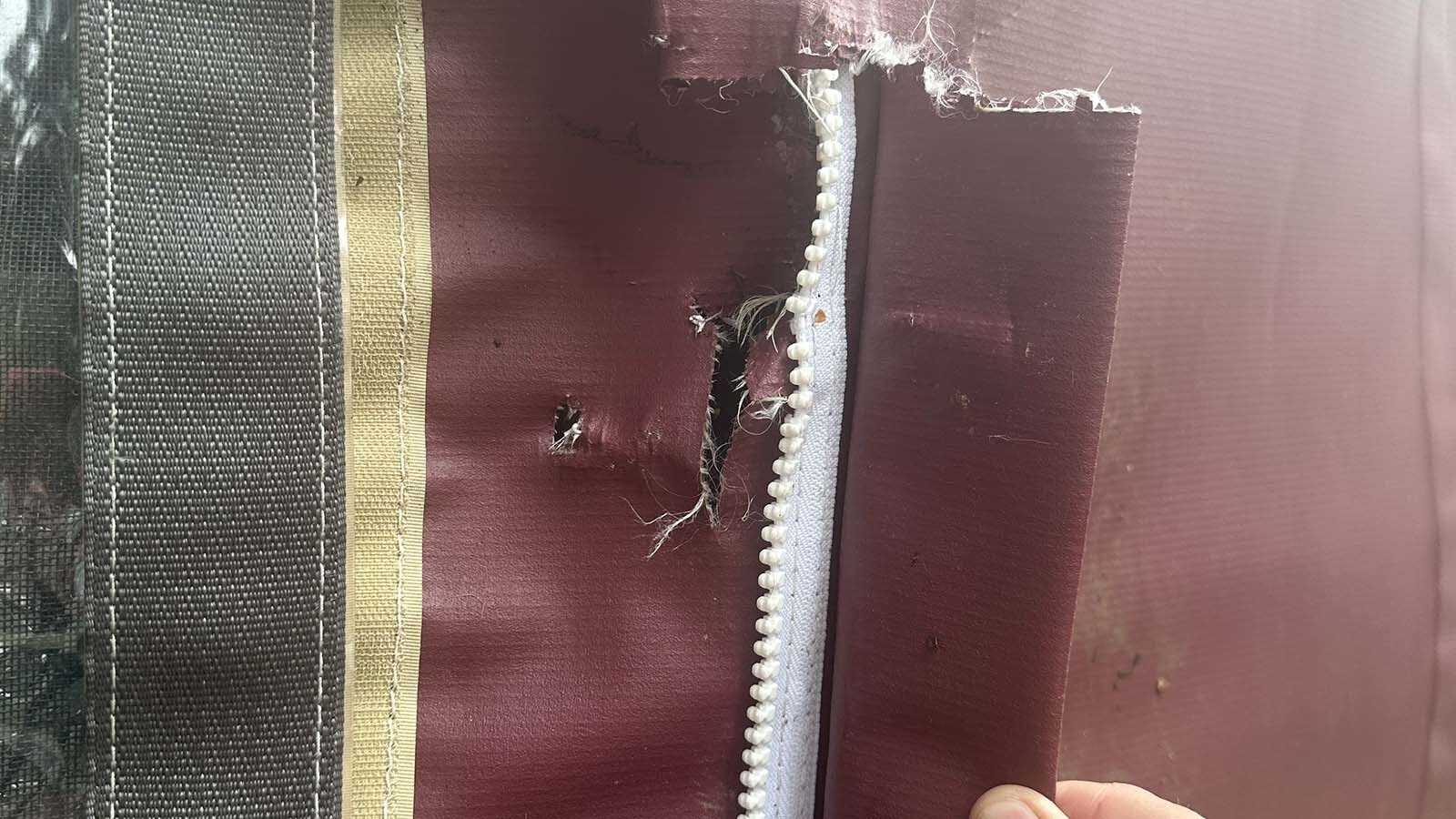 A grizzly last clawed at an occupied yurt last week in a remote part of Park County, but fled when the people inside started making noise.