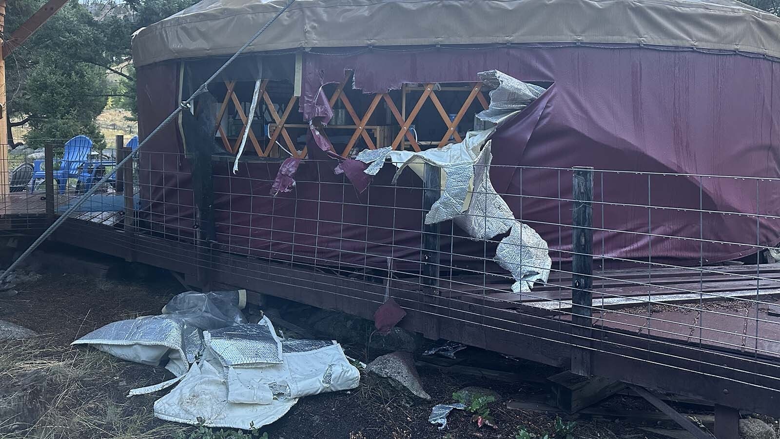 After clawing at an occupied yurt last week in a remote part of Park County, a grizzly bear came back the next night and tore apart the then-unoccupied structure.