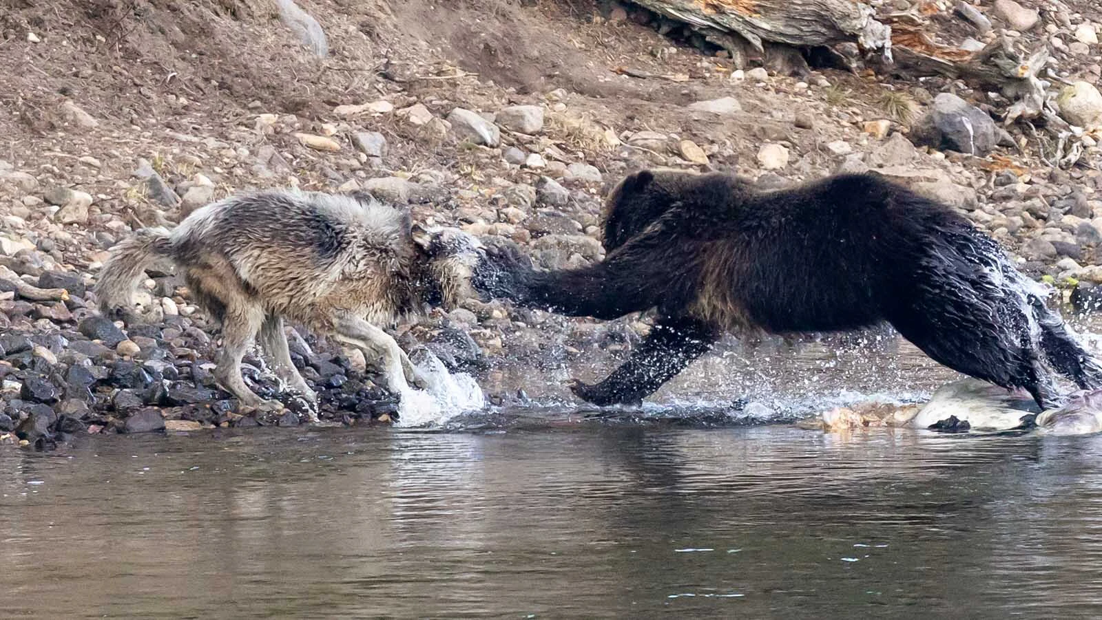 A grizzly bear appears to be smacking a wolf in this image. However, Julie Argyle said the angle from which the took the photo just makes it look that way. The bear and wolf never made actual contact as they fought over a bison carcass.