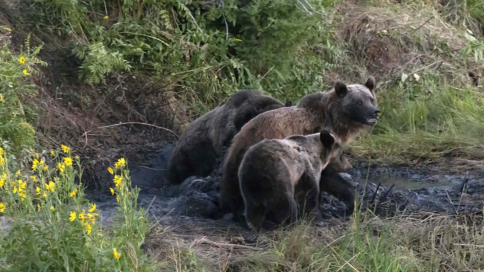 Outdoors and wildlife photographer Dave Bell of Pinedale took these photos of three grizzly bears gorging on a cattle carcass along the Chief Joseph Highway north of Cody.