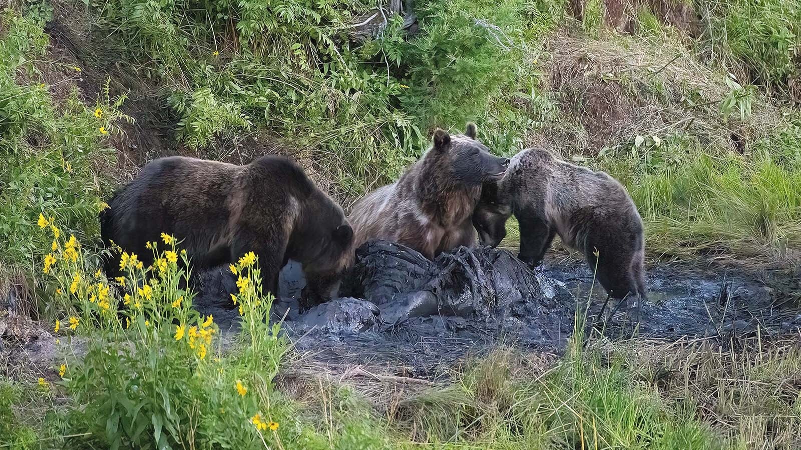 A trio of grizzly bears dine on a cattle carcass in northwestern Wyoming.