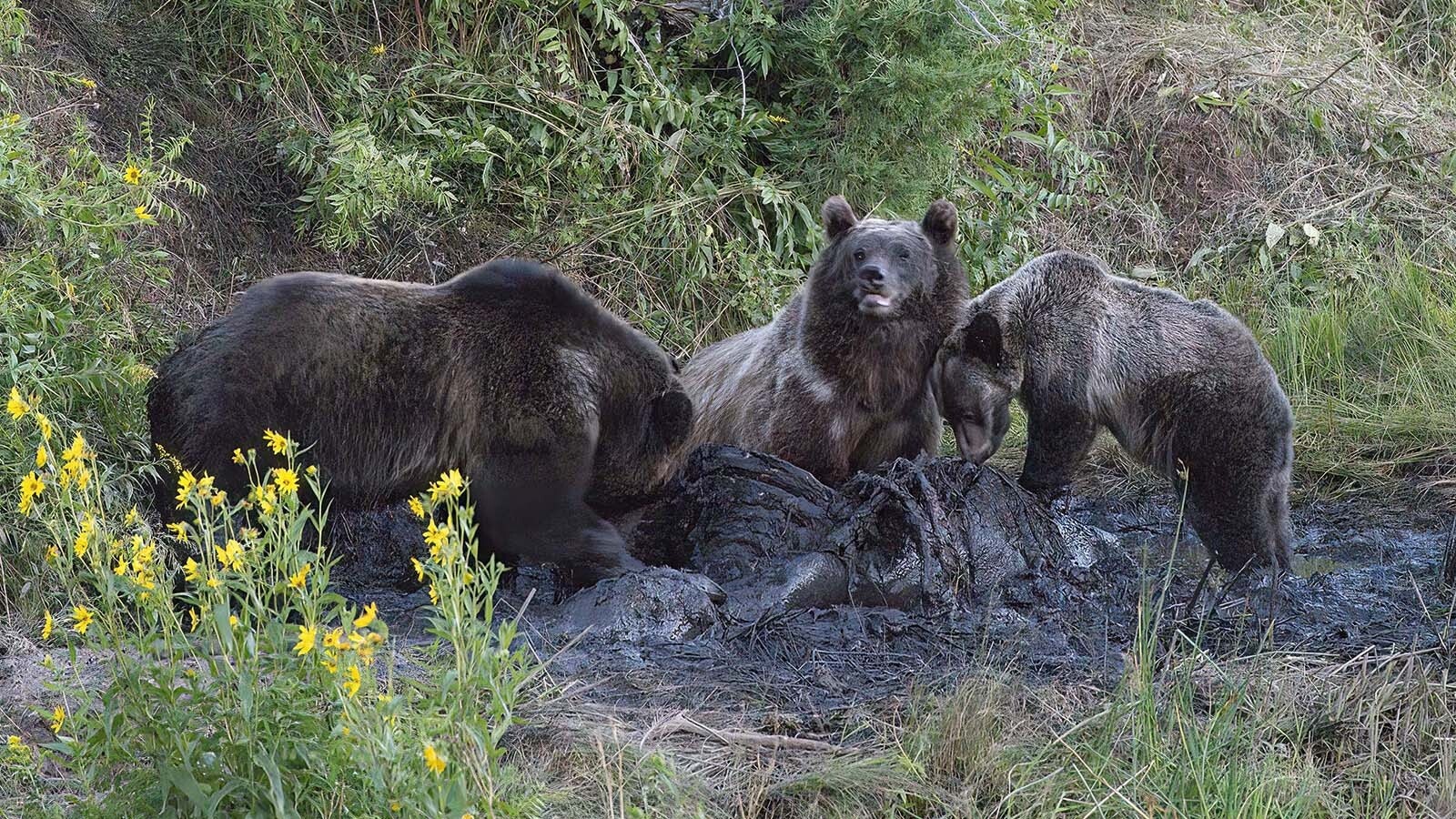 Outdoors and wildlife photographer Dave Bell of Pinedale took these photos of three grizzly bears gorging on a cattle carcass along the Chief Joseph Highway north of Cody.