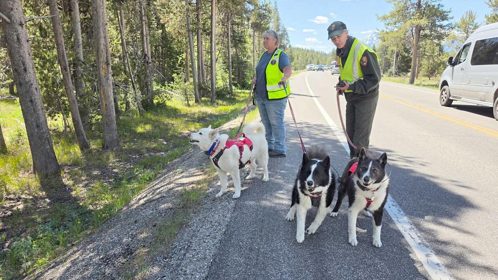 Dog handler Heather Reich (left), federal wildlife biologist Kat Wilmot and Karelian bear dogs Lumi, Kondii and Gimbal search for a young grizzly called Miracle in Grand Teton National Park.