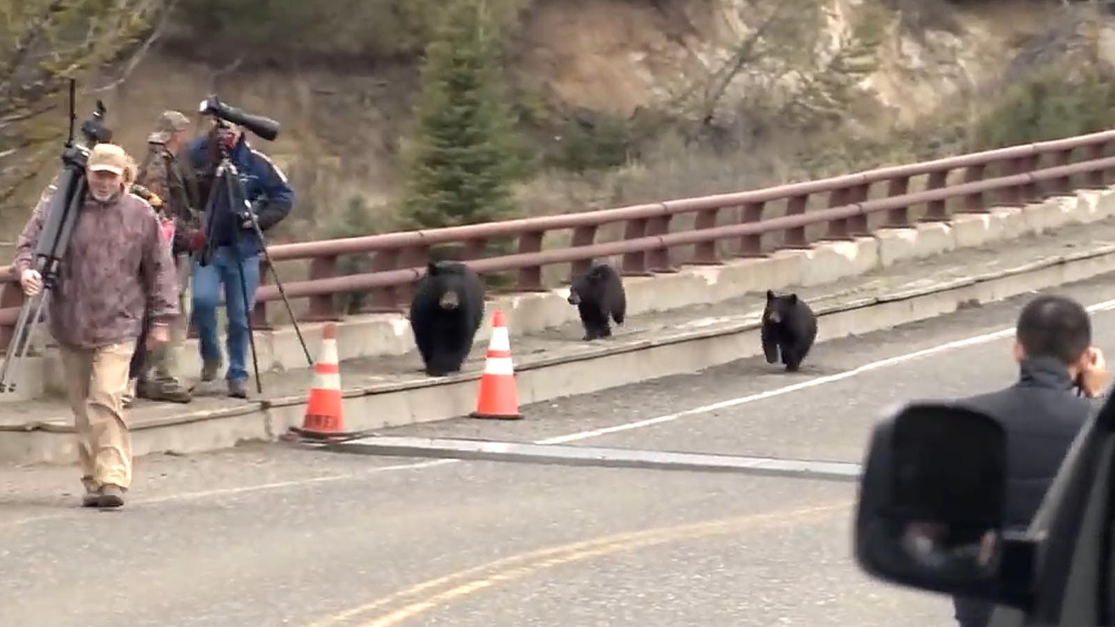 A bear and a pair of cubs have to navigate photographers and tourists while crossing a bridge in Yellowstone National Park.