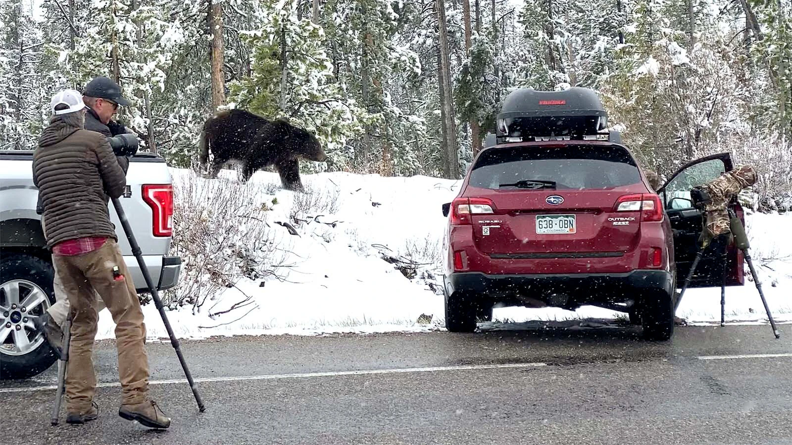 On Togwotee Pass, a male grizzly runs right past a mob of photographers, trying to get to a female, Grizzly 863, Felicia – the bear seen here on the opposite slope above the highway.
