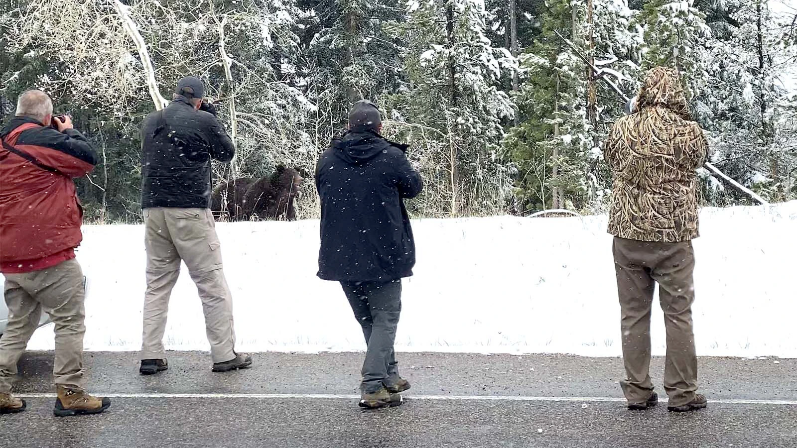 On Togwotee Pass, a male grizzly runs right past a mob of photographers, trying to get to a female, Grizzly 863, Felicia – the bear seen here on the opposite slope above the highway.