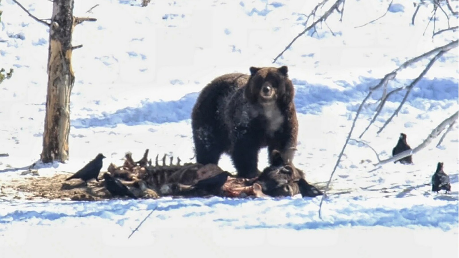 This huge male grizzly was the first bear of the season to emerge from the den in Yellowstone National Park. It, another large male, made short work of a bison carcass.