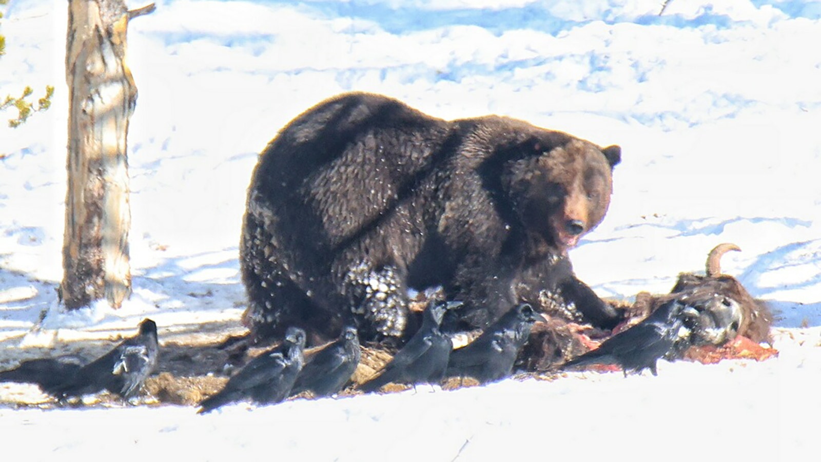 This huge male grizzly was the first bear of the season to emerge from the den in Yellowstone National Park. It, another large male, made short work of a bison carcass.