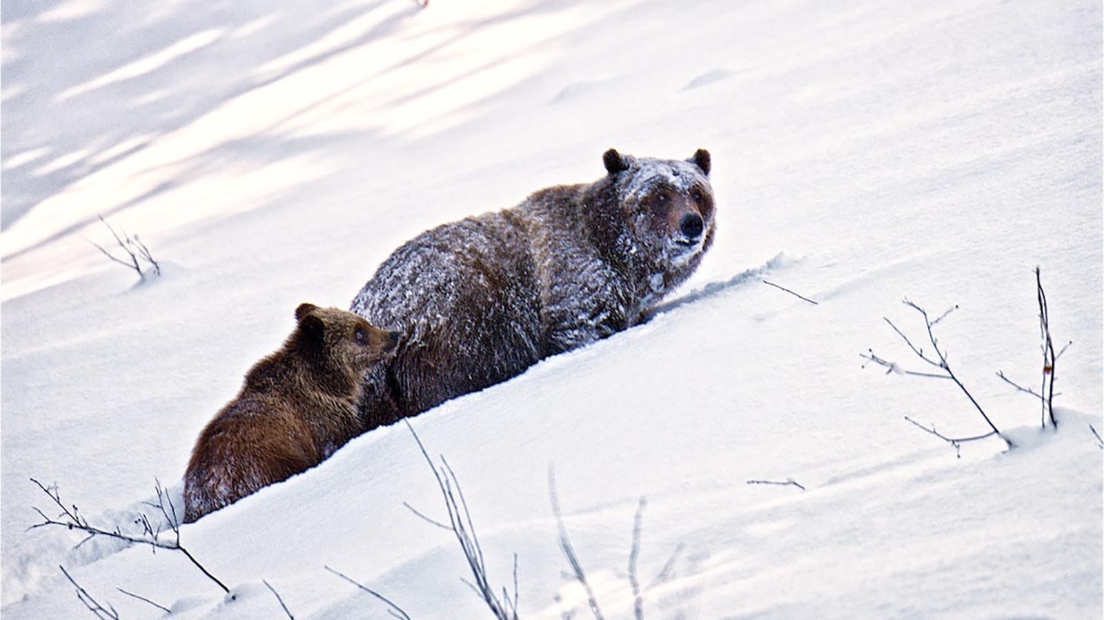 It’s not unheard of for bears to be out in the Jackson area well past usual hibernation time in late October or early November. The famed grizzly 399 and her four cubs made an appearance on New Year’s Eve in 2020.