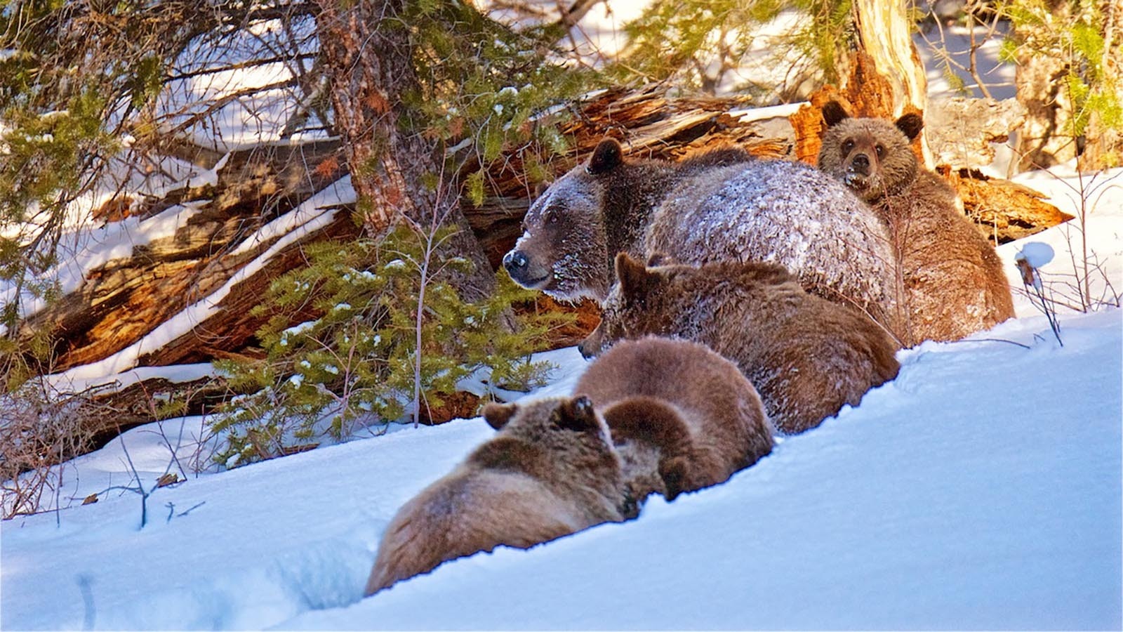It’s not unheard of for bears to be out in the Jackson area well past usual hibernation time in late October or early November. The famed grizzly 399 and her four cubs made an appearance on New Year’s Day in 2021.