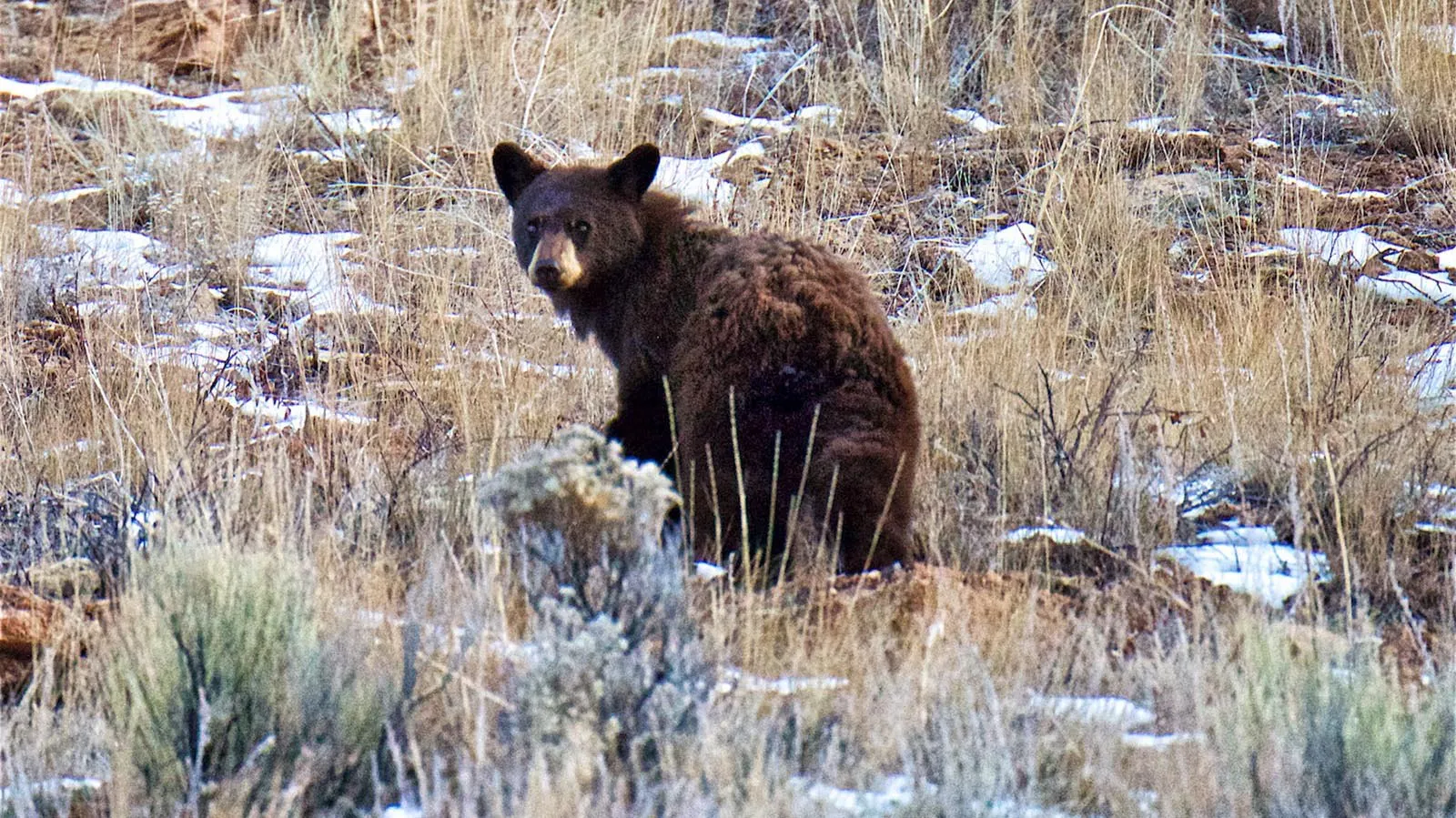 Young Jackson-Area Bear Still Out In January Might Be Confused By Warm ...