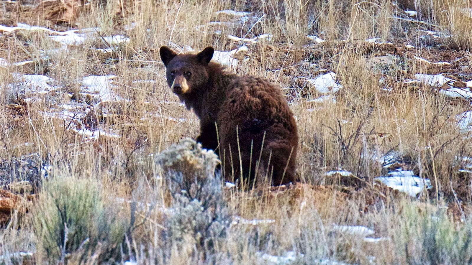 This young black bear was photographed still out and about on Christmas Eve near Kelly Warm Springs in the Jackson area. Witnesses reported spotting it still out in early January.