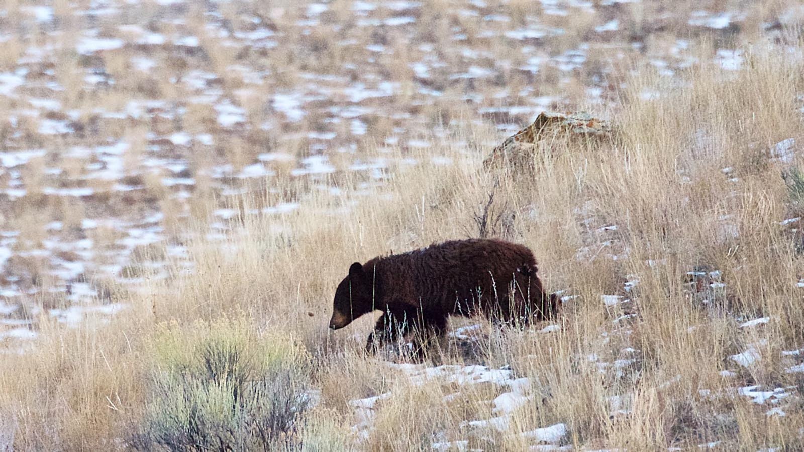 This young black bear was photographed still out and about on Christmas Eve near Kelly Warm Springs in the Jackson area. Witnesses reported spotting it still out in early January.