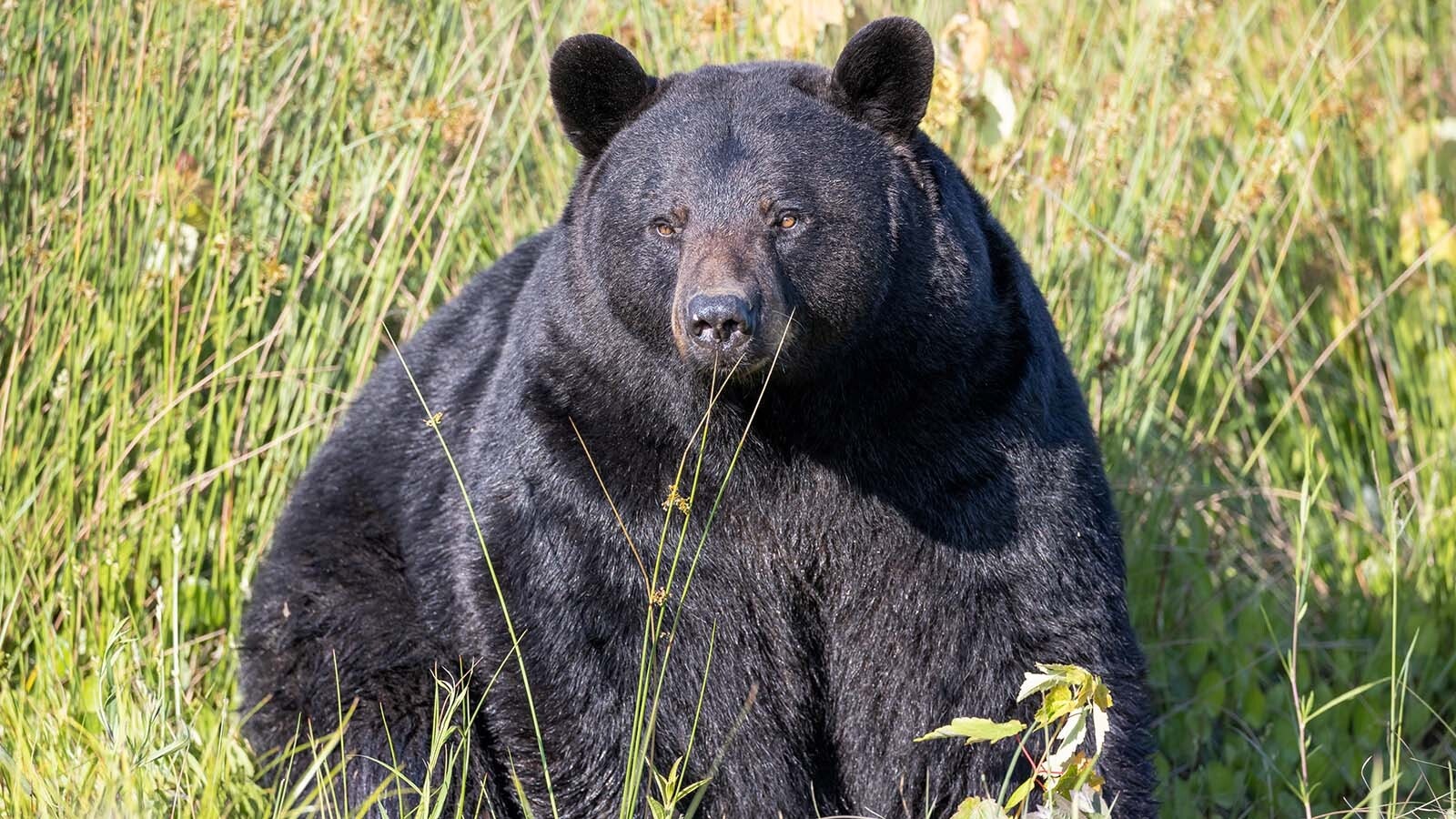 Hunters take heed: Bears with huge appetites are roaming the Greater Yellowstone Ecosystem eating everything and anything they can get. It’s more than just the bears being gluttons, because not bulking up enough this time of year can mean life or death for the bruins.